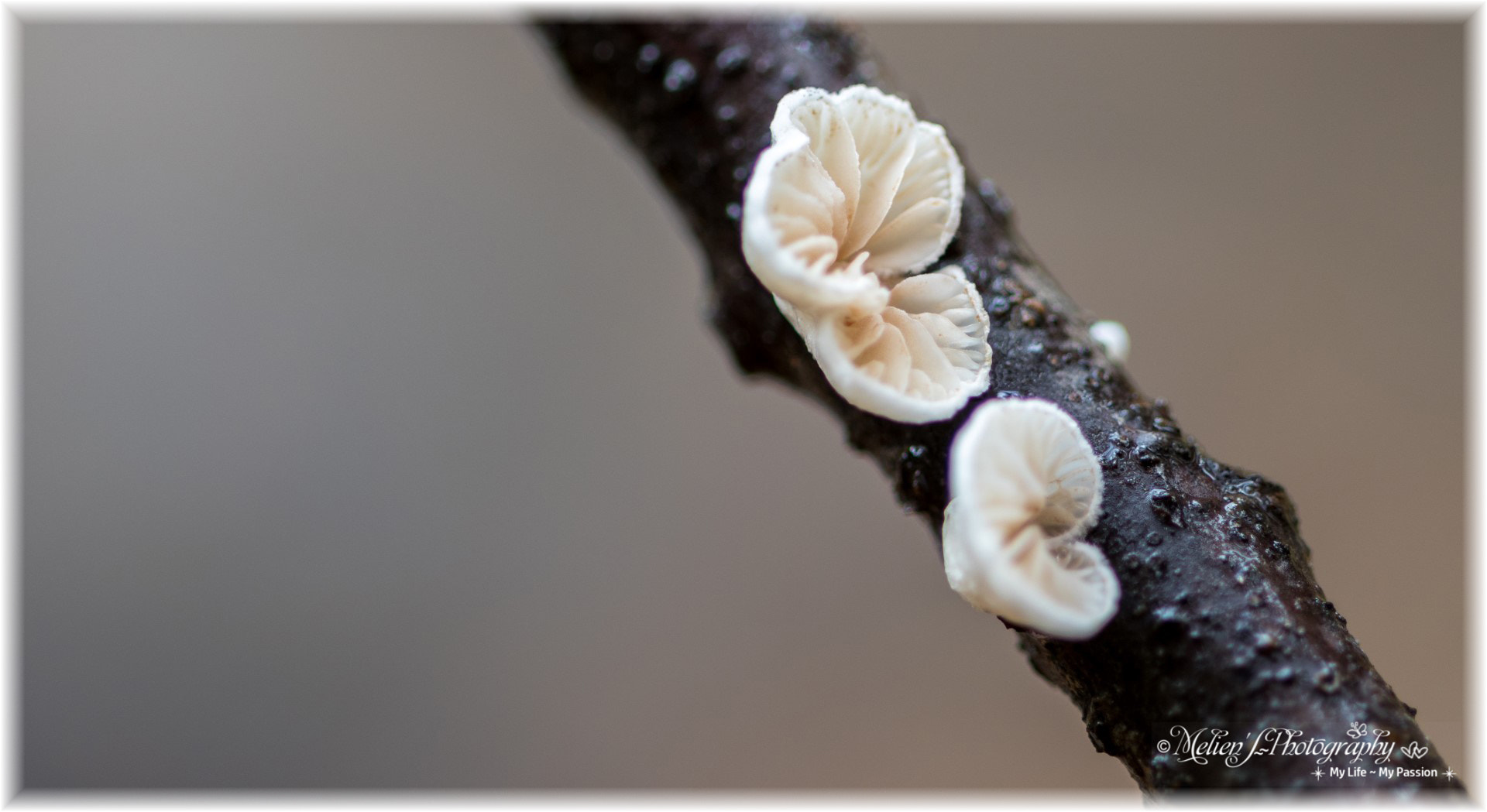 Canon EF 100mm F2.8 Macro USM sample photo. The colors of autumn photography