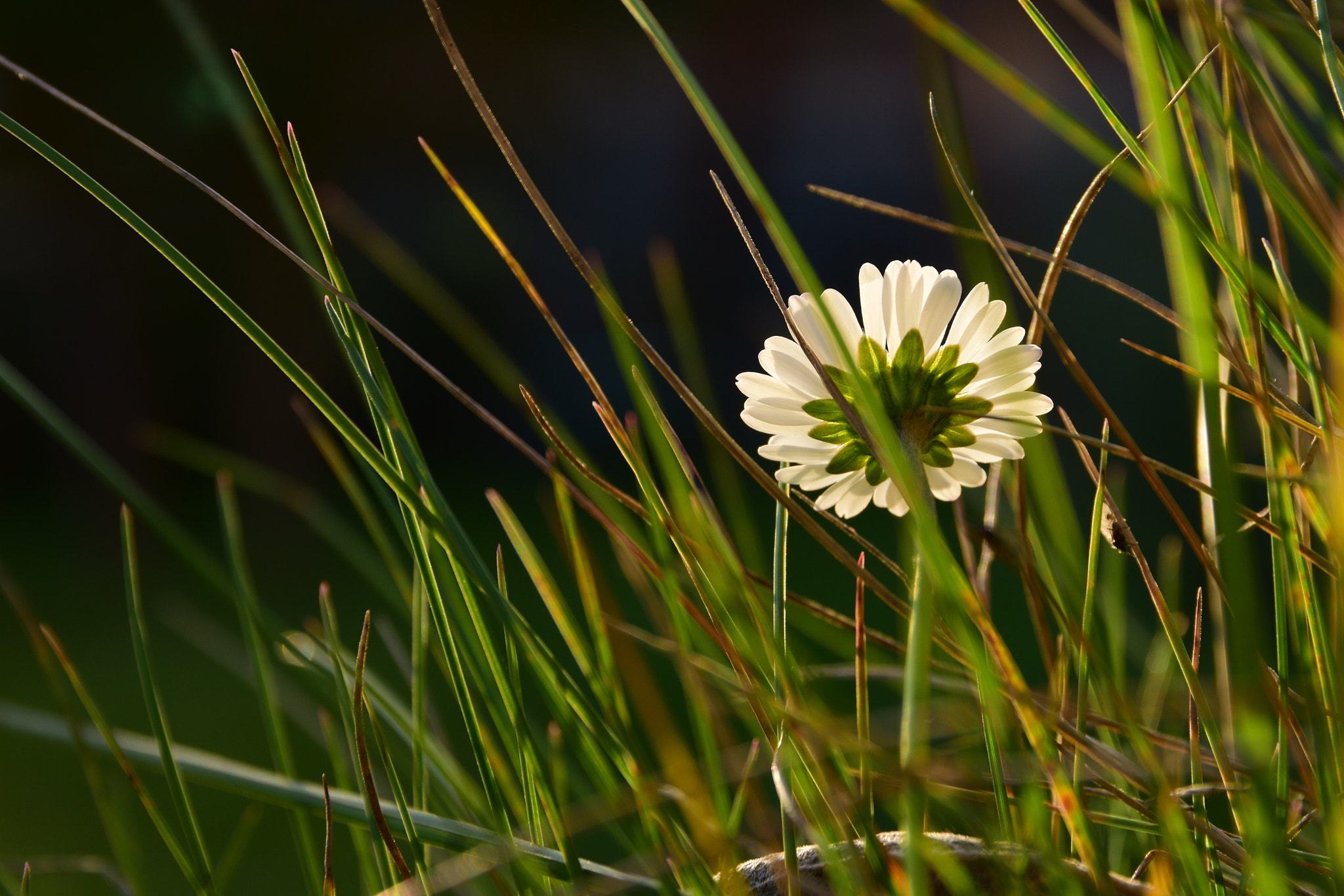 Sigma 17-70mm F2.8-4 DC Macro OS HSM | C sample photo. Afternoon ii photography
