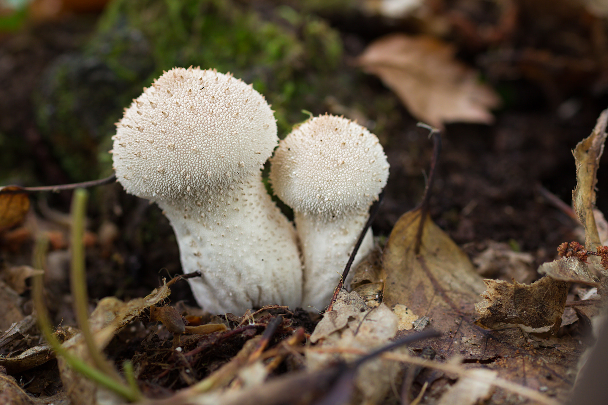 Canon EOS 60D + Sigma 50mm f/2.8 EX sample photo. Lycoperdon perlatum photography