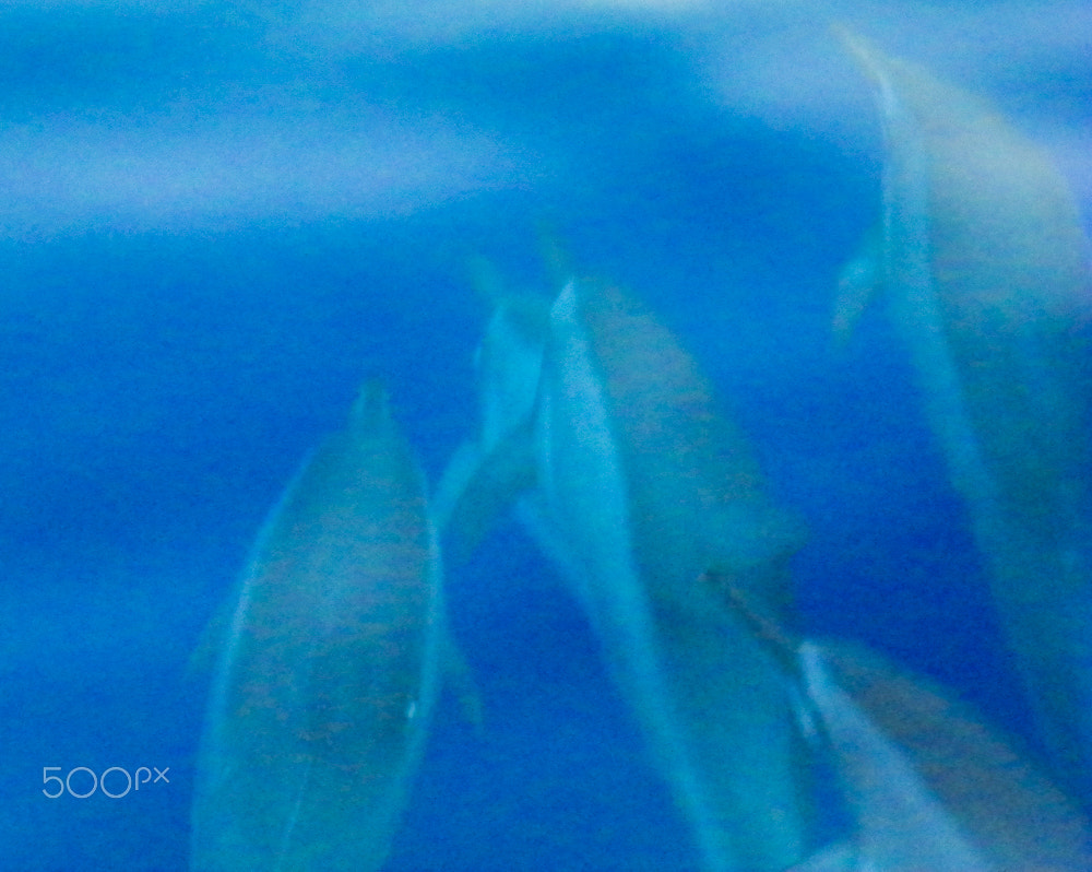 Kodak EasyShare Z981 sample photo. Dolphins in the abstract photography