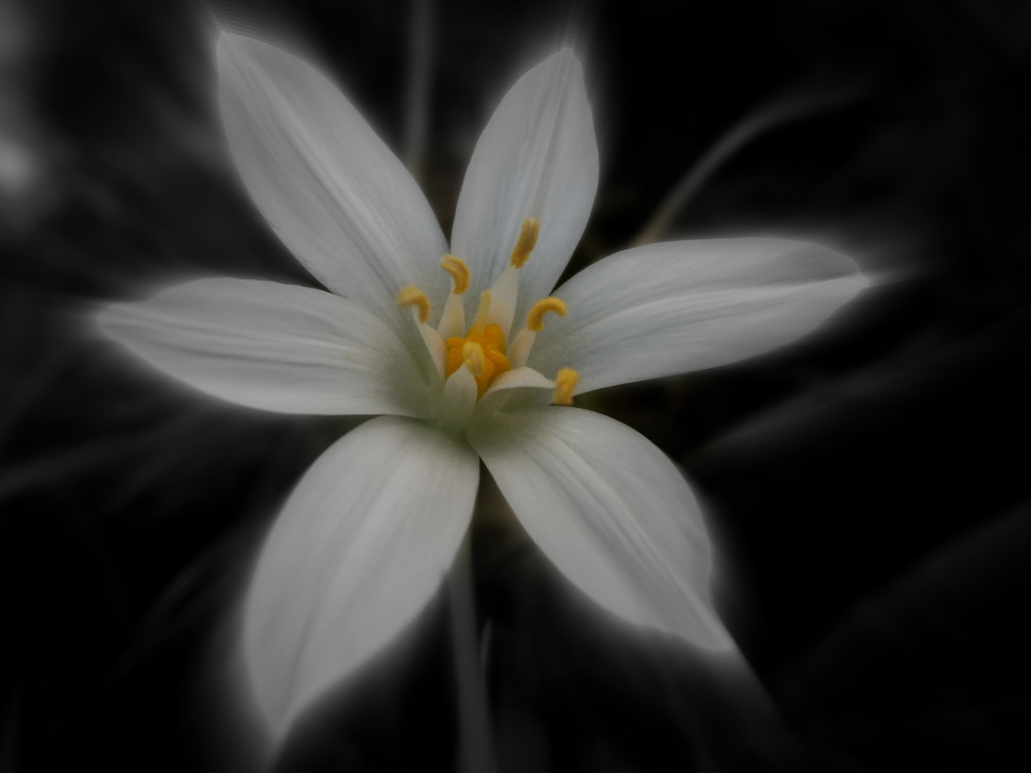 Olympus VG180,D770 sample photo. White beauty photography