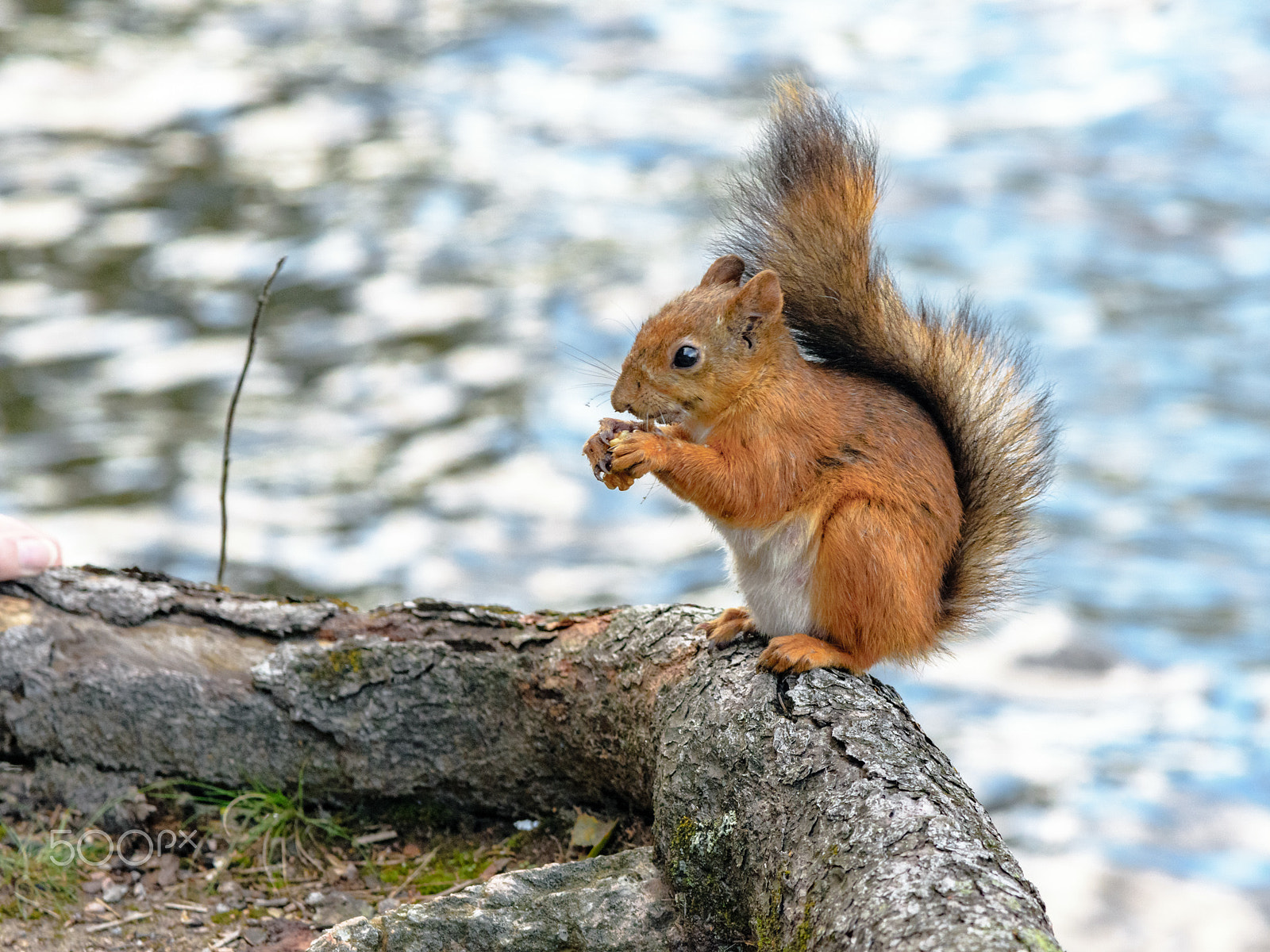 Nikon AF-S Nikkor 24-120mm F4G ED VR sample photo. Squirrel photography