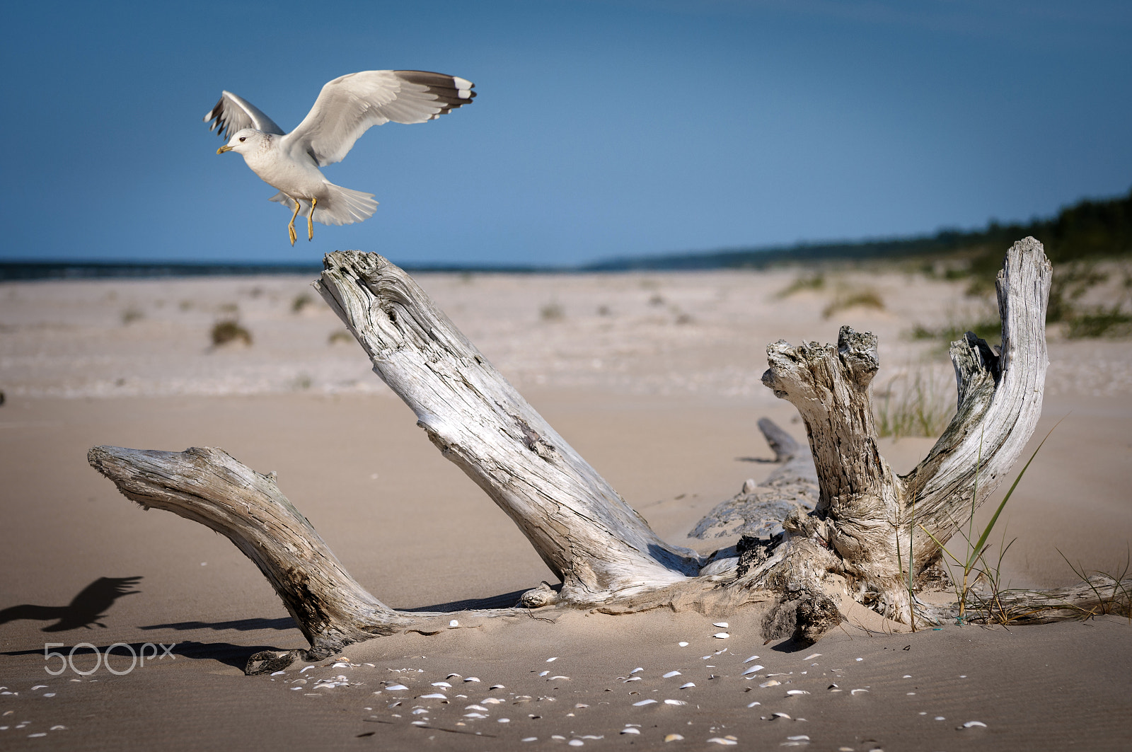Nikon D300S sample photo. On the desert coast of baltic photography