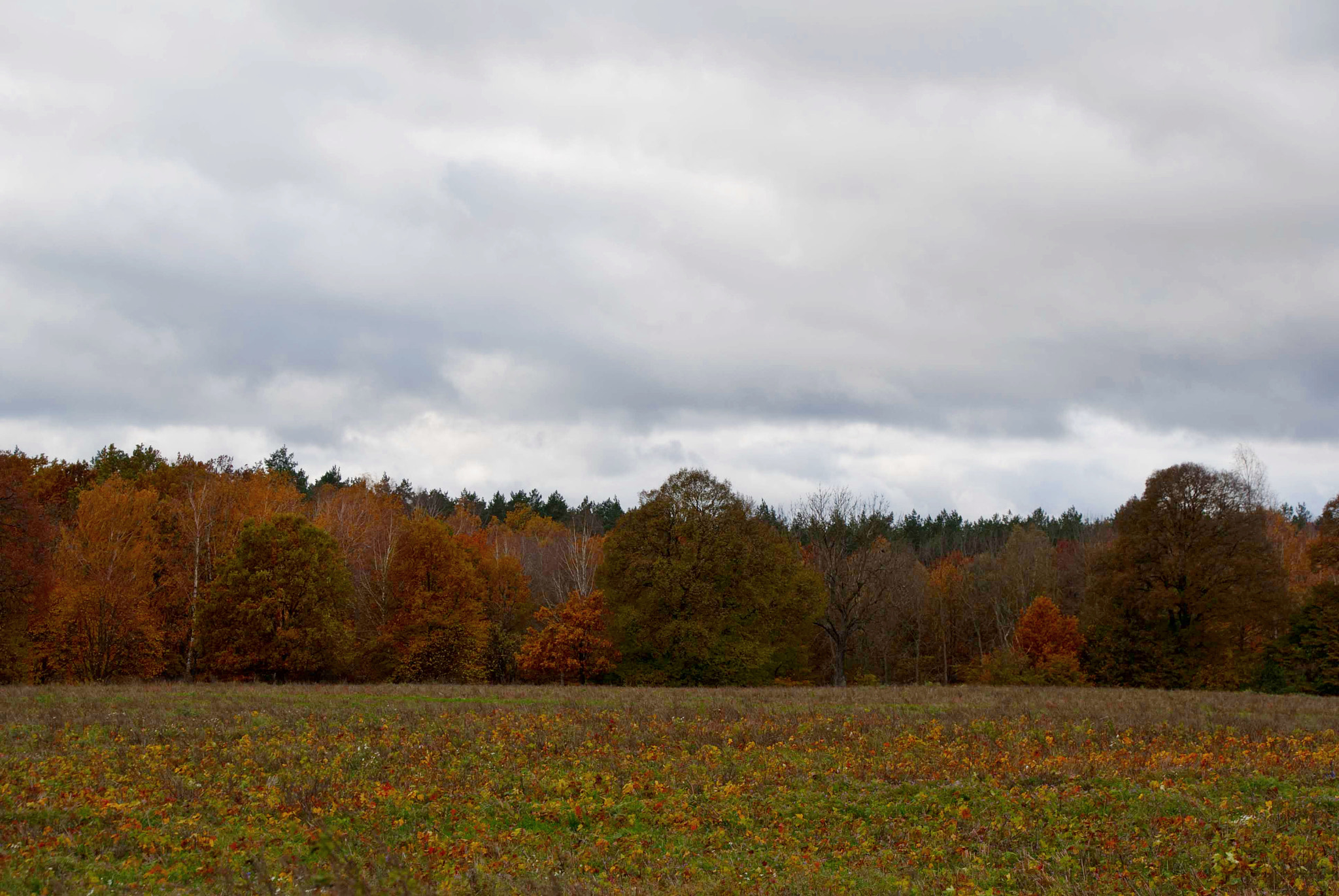 Tamron 18-270mm F3.5-6.3 Di II PZD sample photo. Okolice sępólna krajeńskiego photography