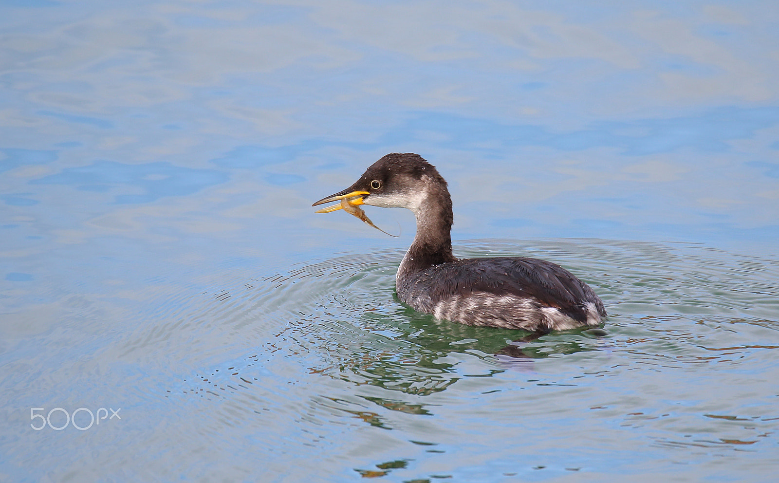 Canon EOS 70D + Sigma 150-600mm F5-6.3 DG OS HSM | S sample photo. Roodhalsfuut photography