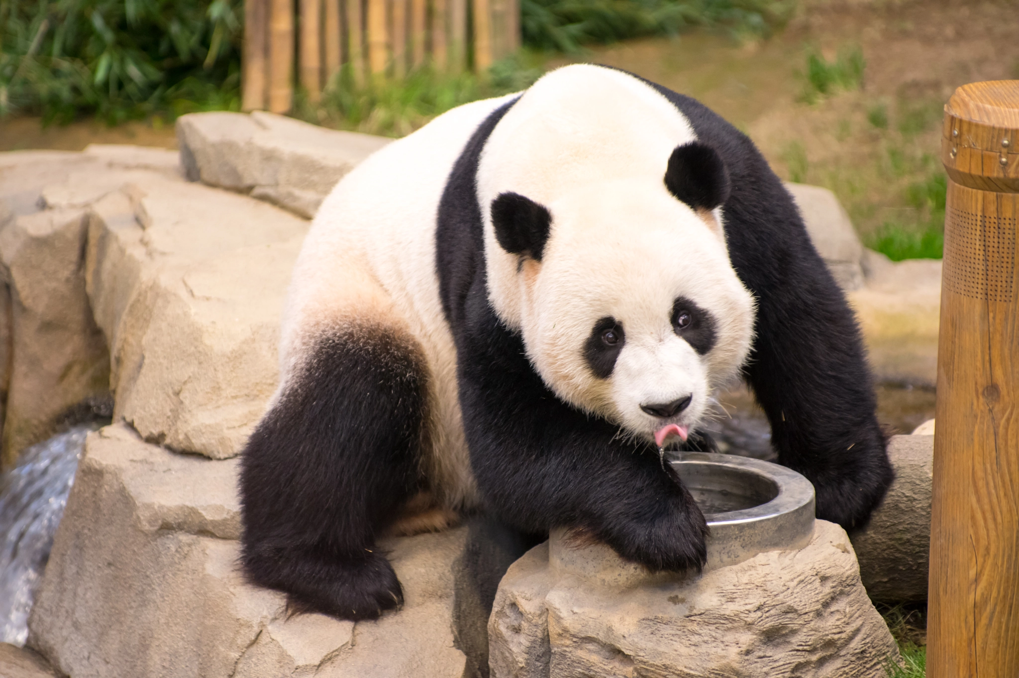 Pentax smc DA* 50-135mm F2.8 ED (IF) SDM sample photo. Panda :-p photography