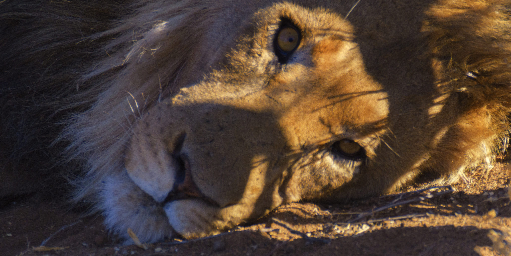 Nikon D500 sample photo. Lion resting namibia final photography