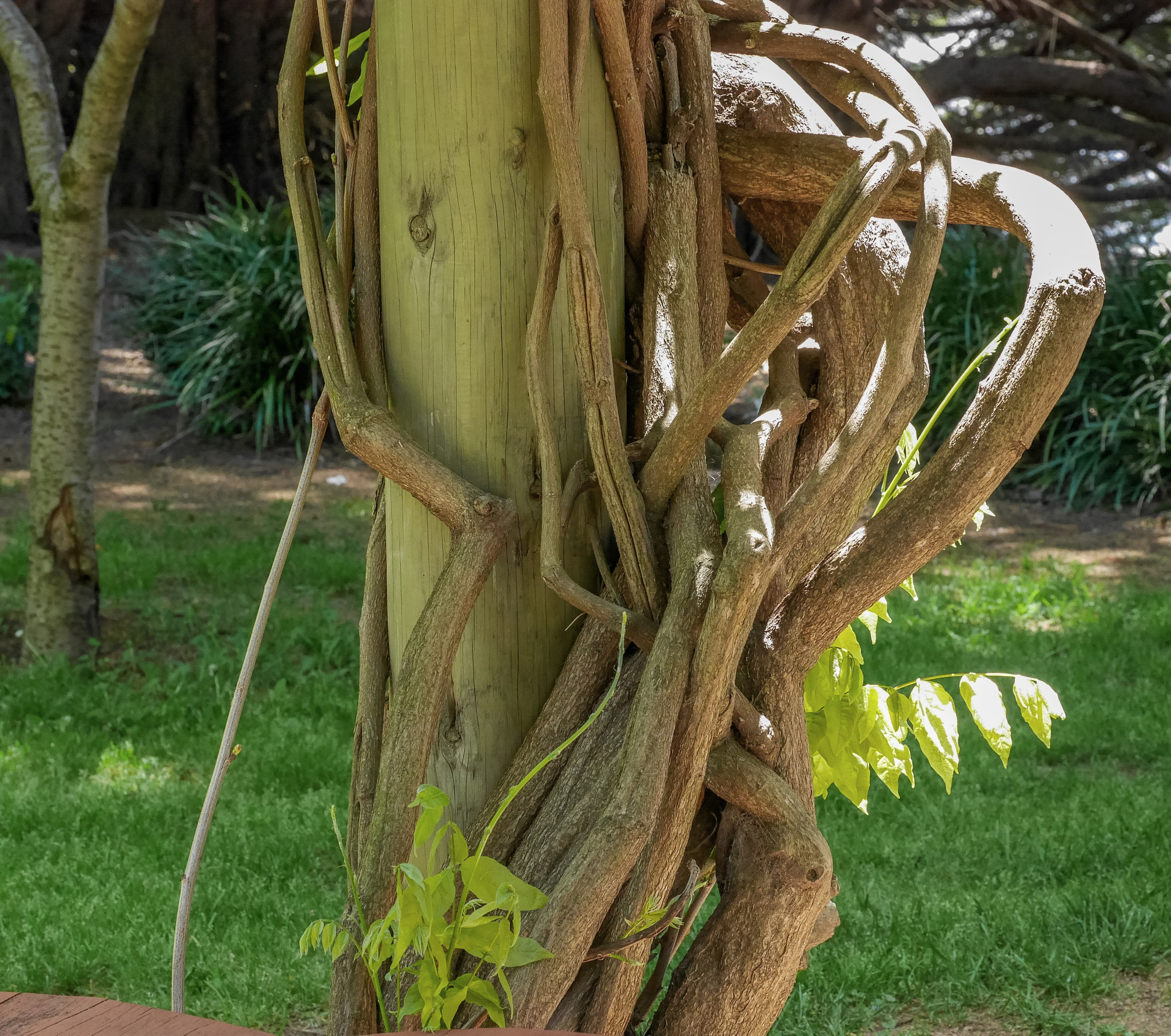 Panasonic DMC-GM1S sample photo. One can't deny ones nature - jacaranda entwined photography