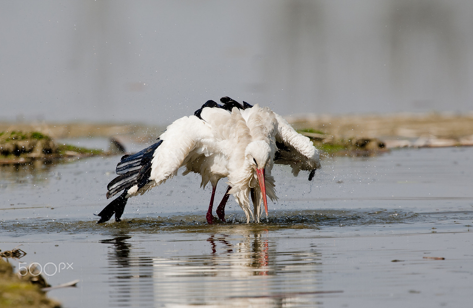 Canon EOS-1D Mark III + Canon EF 300mm F2.8L IS USM sample photo. Il bagno della cicogna photography