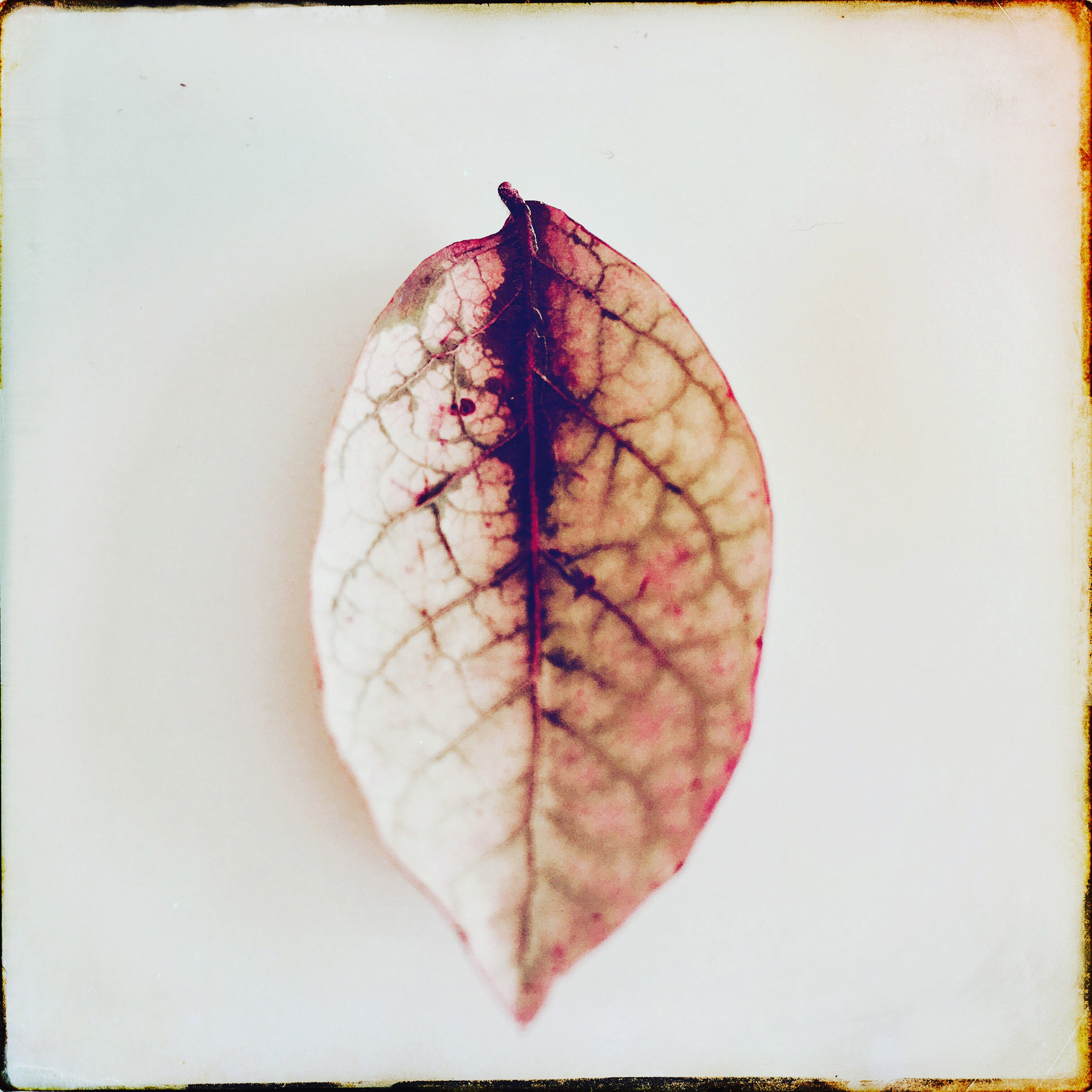 Hipstamatic 322 sample photo. Almost fading..still strong photography