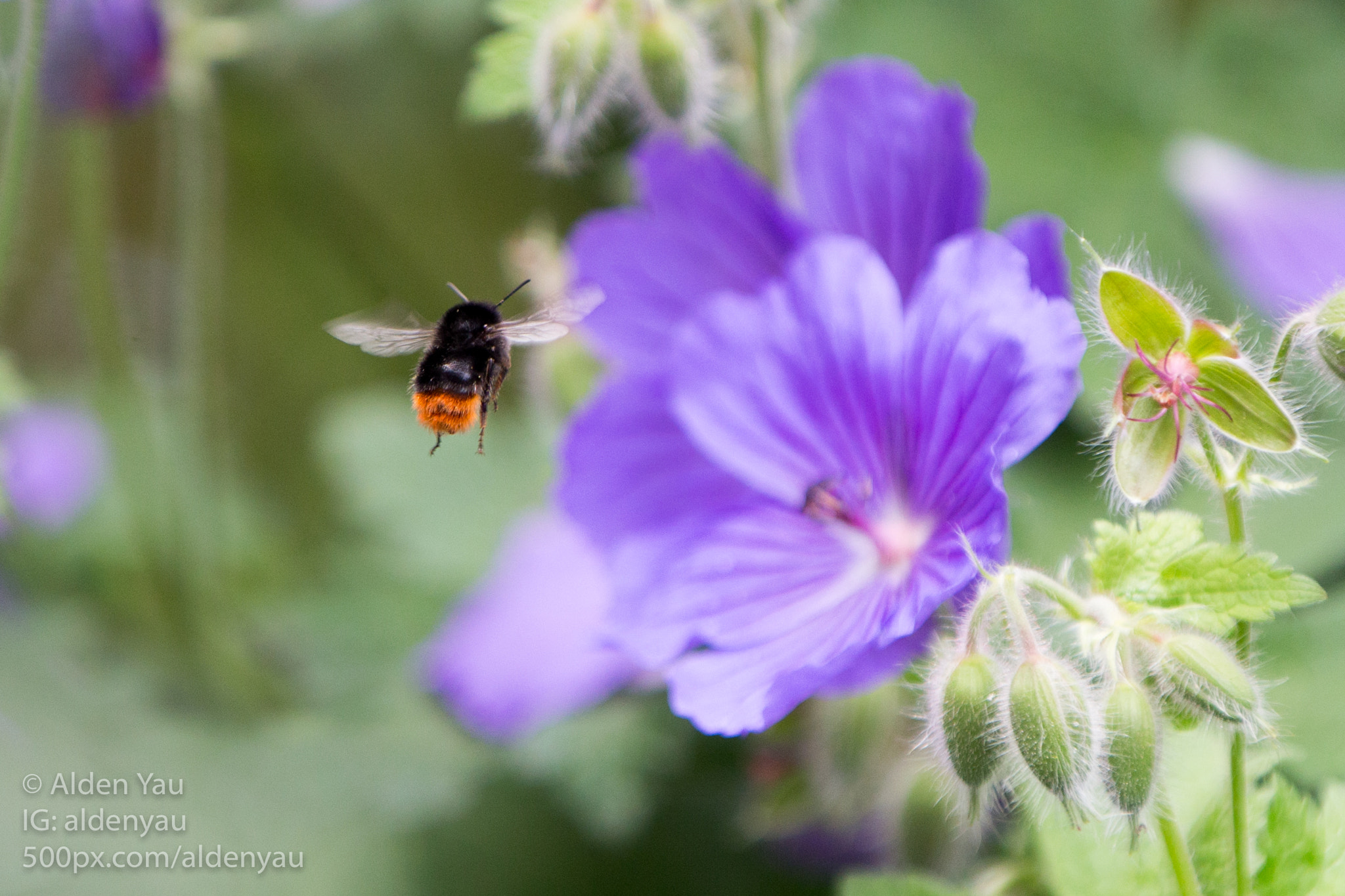 Canon EF 70-200mm F2.8L IS II USM sample photo. Working is my life photography