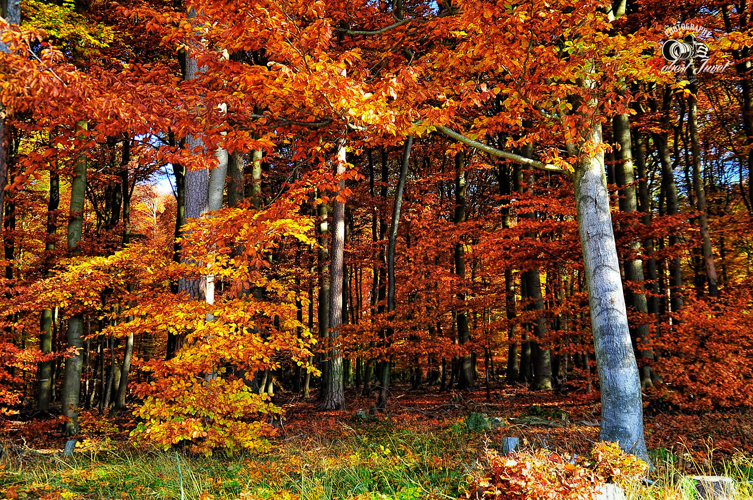 Nikon D700 sample photo. Herbstfarben photography