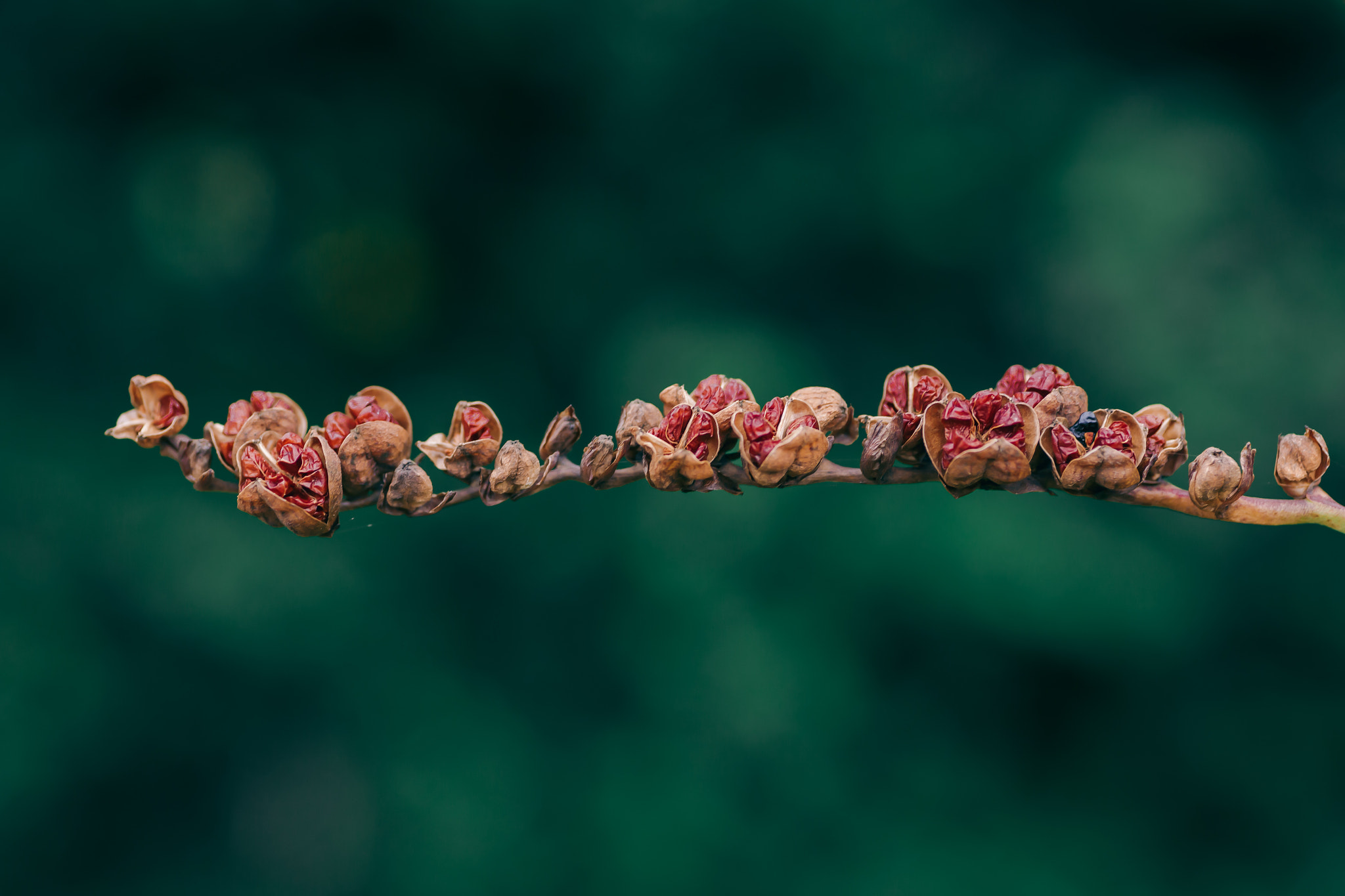 Canon EOS 6D + Tamron SP AF 90mm F2.8 Di Macro sample photo. Spoils of the day photography