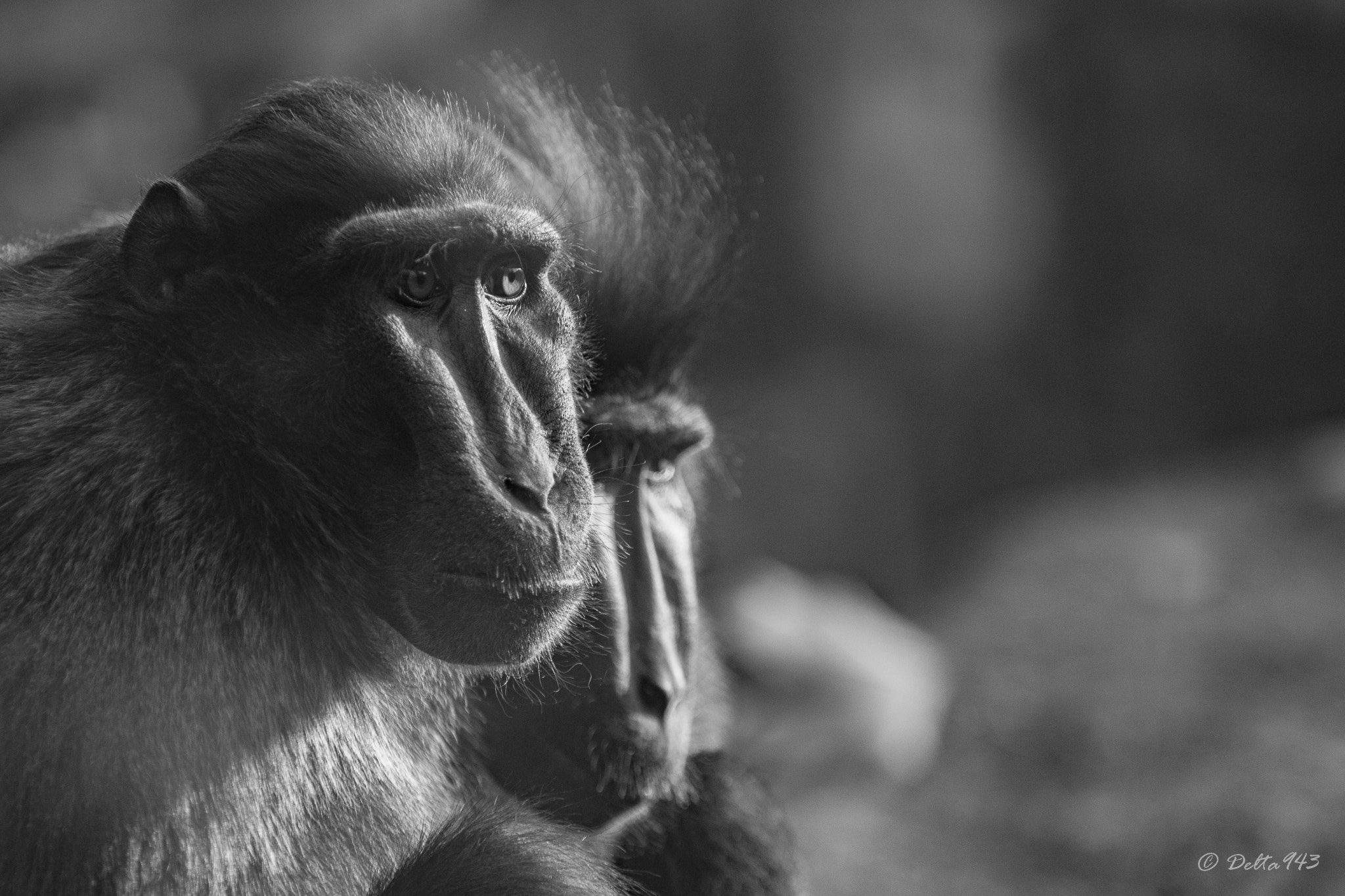 Canon EF 80-200mm f/2.8L sample photo. Monkey photography