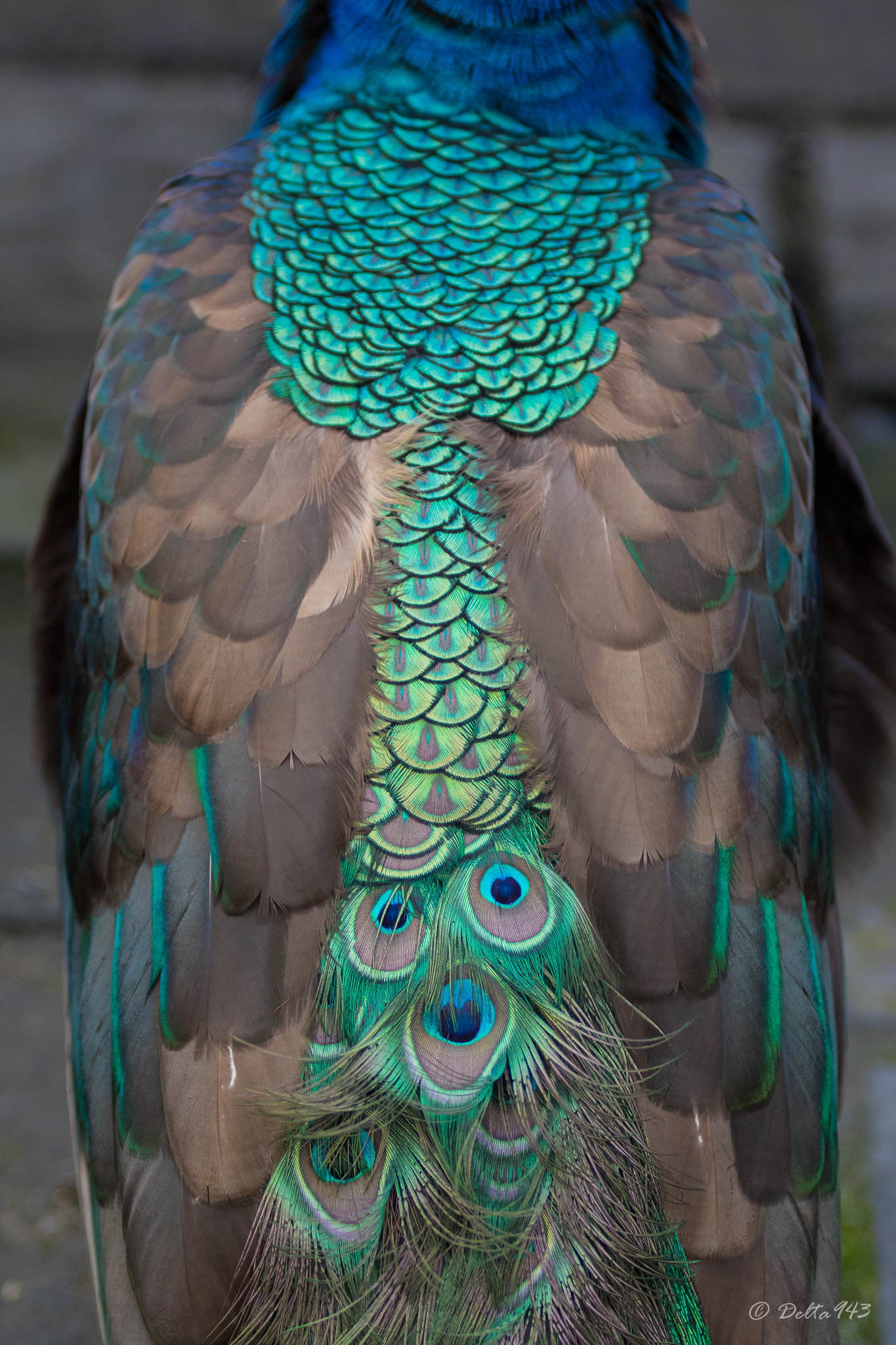 Canon EF 80-200mm f/2.8L sample photo. Peacock photography