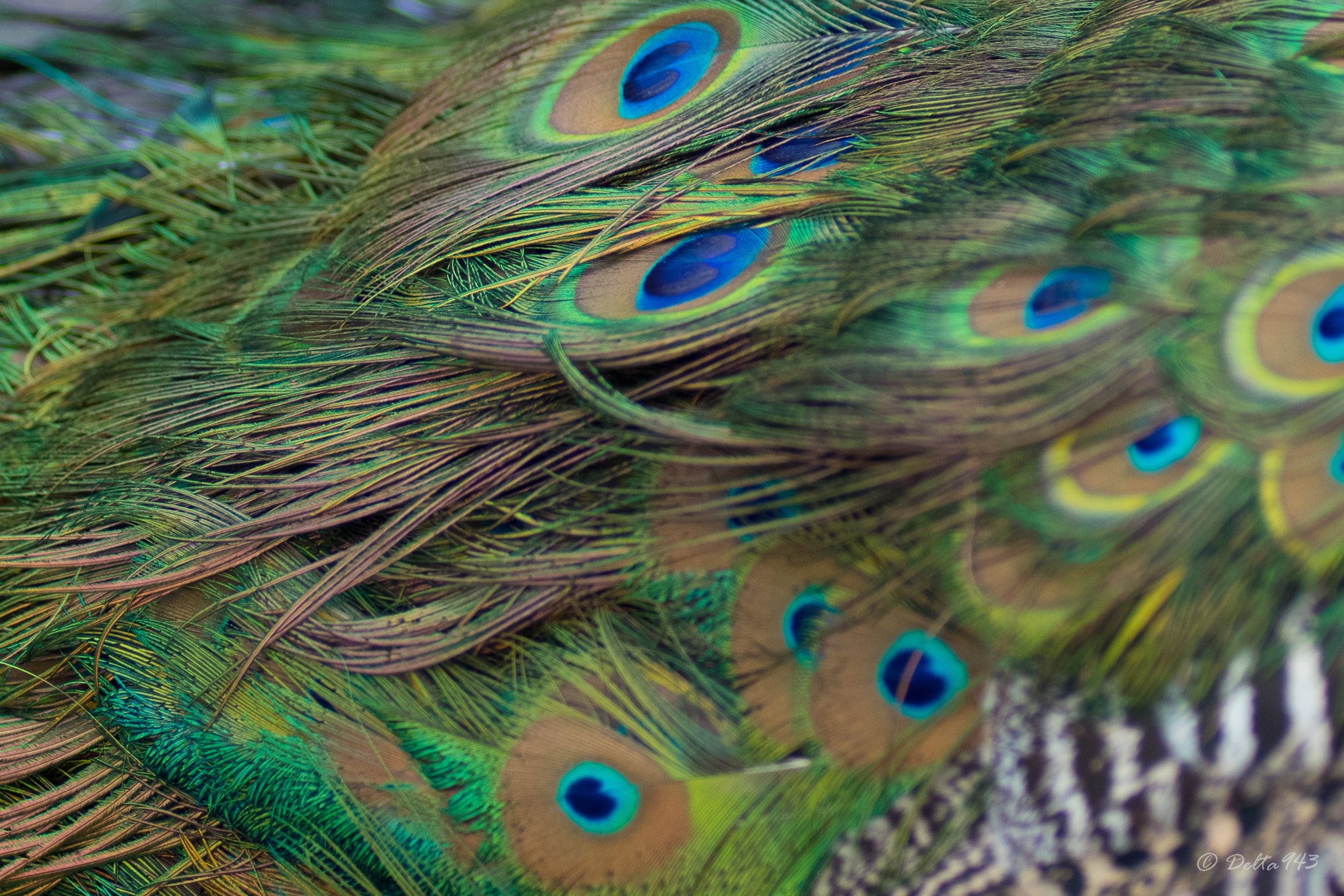 Canon EF 80-200mm f/2.8L sample photo. Peacock photography