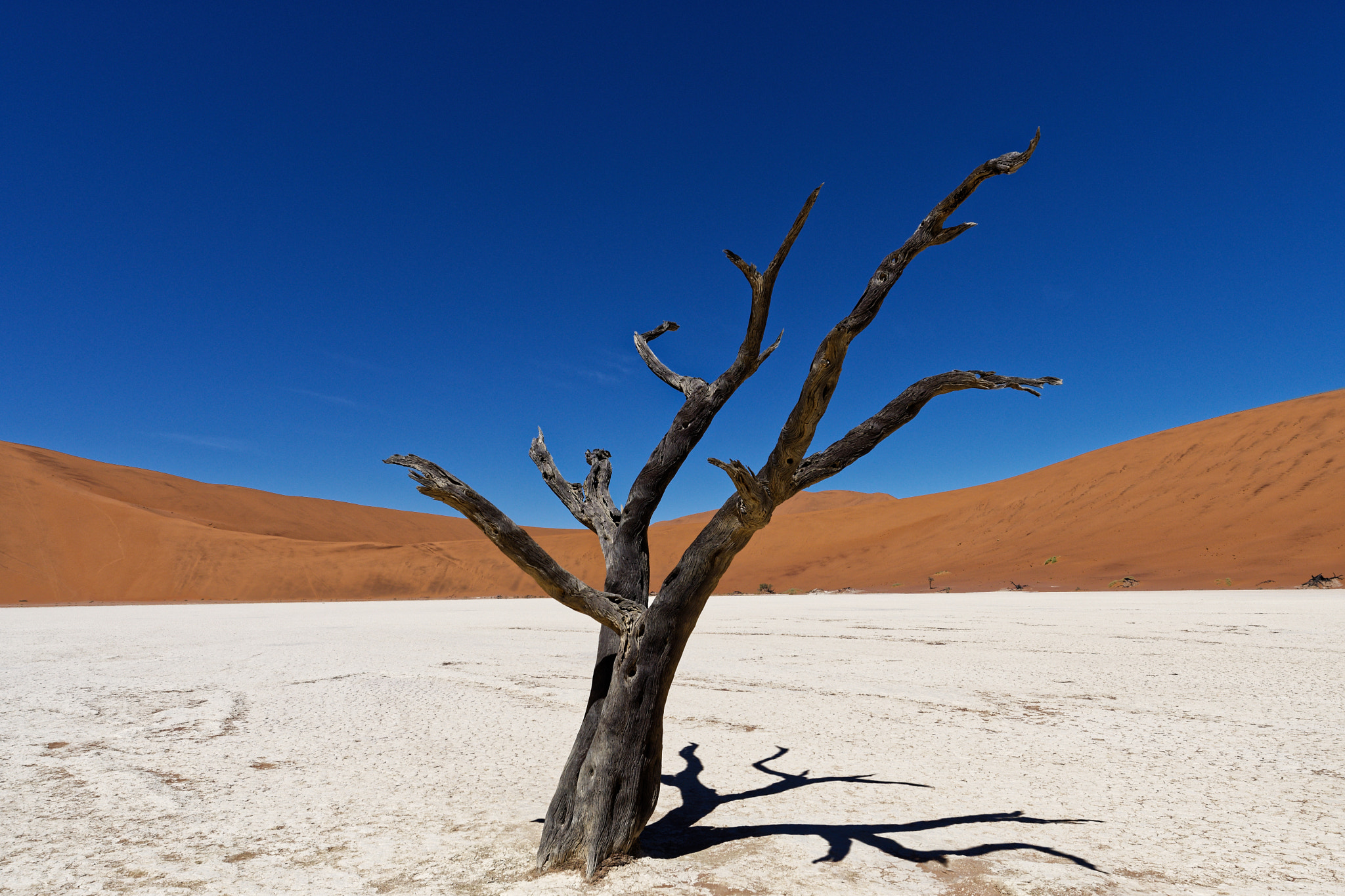 Nikon AF-S Nikkor 14-24mm F2.8G ED sample photo. Deadvlei tree photography