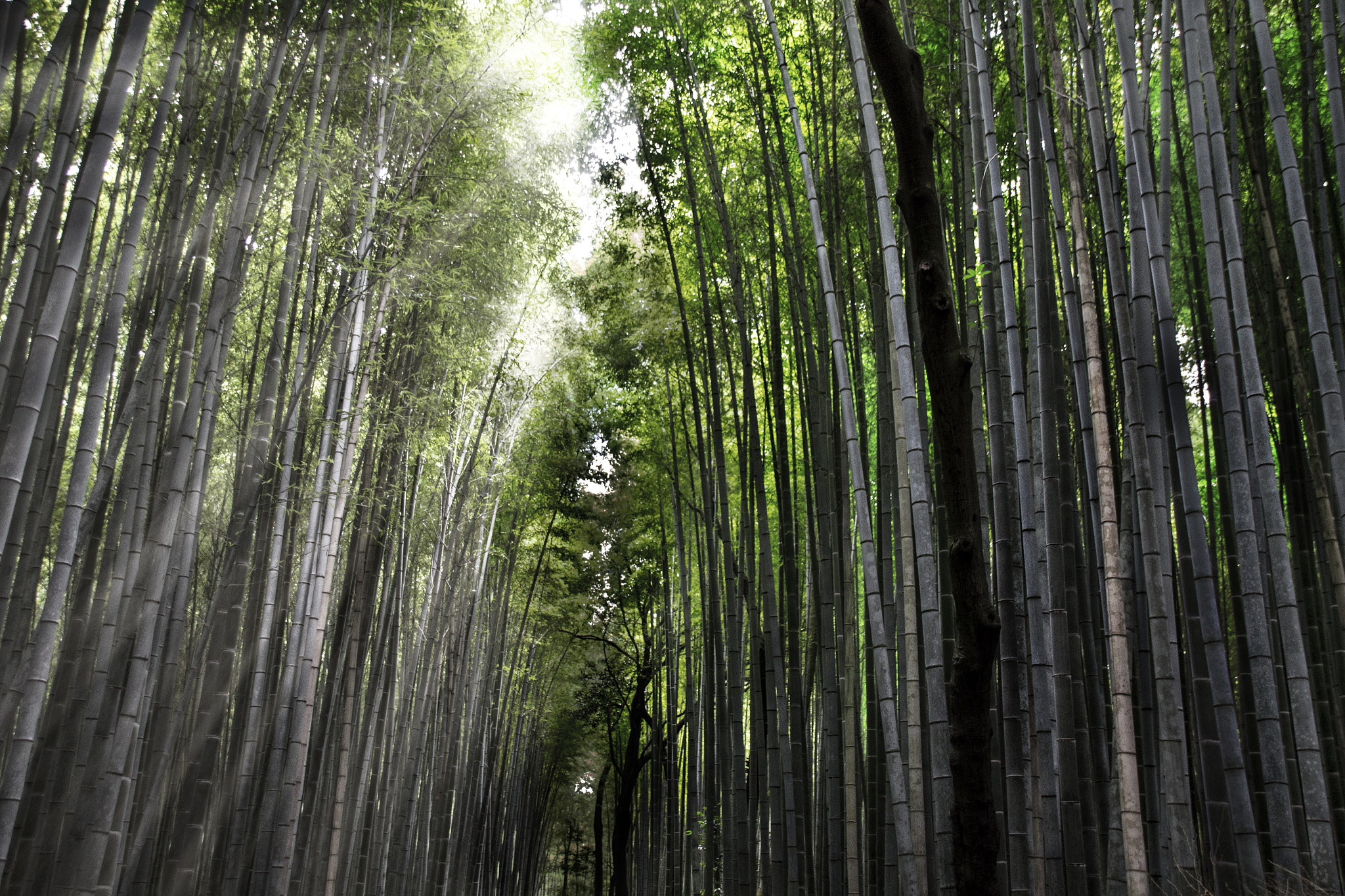 Sigma 18-250mm F3.5-6.3 DC OS HSM sample photo. Img photography
