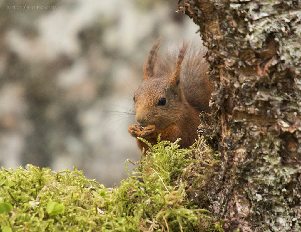 Sigma 50-500mm f/4-6.3 APO HSM EX sample photo. Squirrel photography