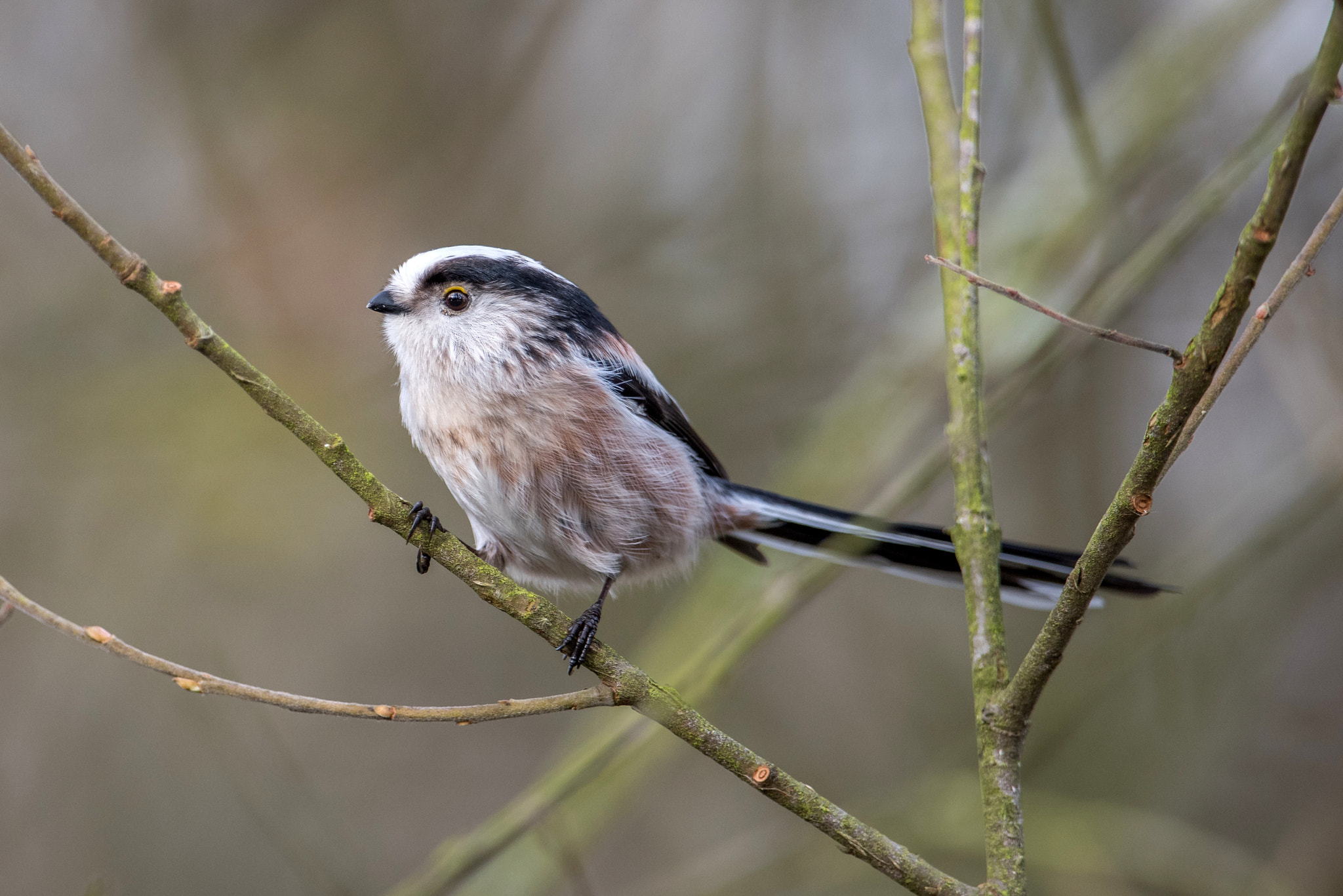 Nikon D810 + Nikon AF-S Nikkor 600mm F4G ED VR sample photo. Mésange a longue queue photography
