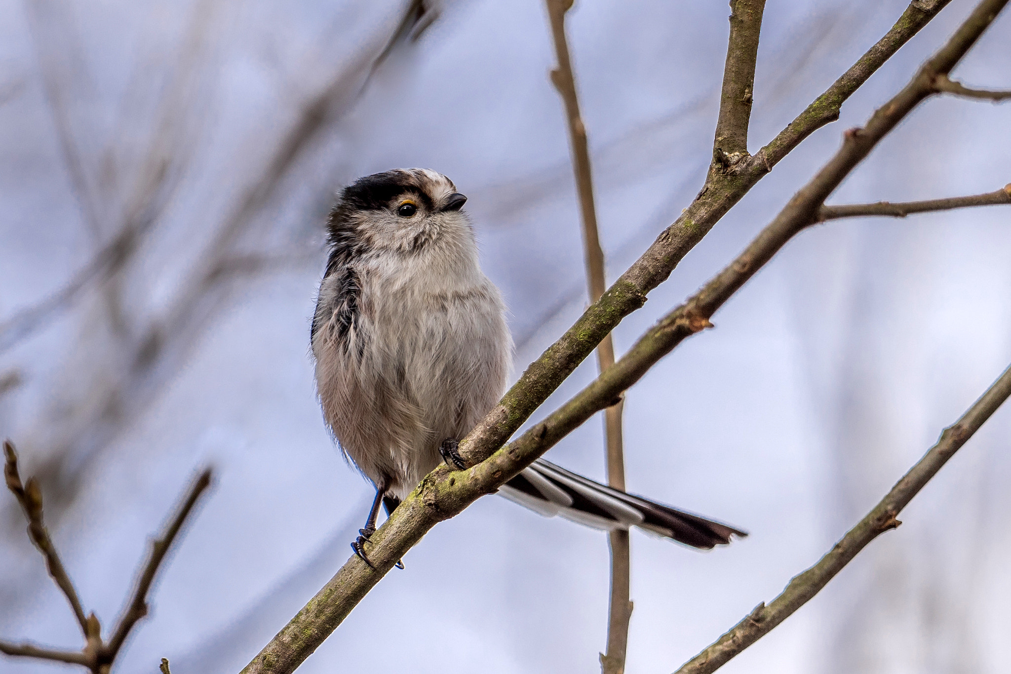 Nikon D810 + Nikon AF-S Nikkor 600mm F4G ED VR sample photo. Mésange a longue queue photography