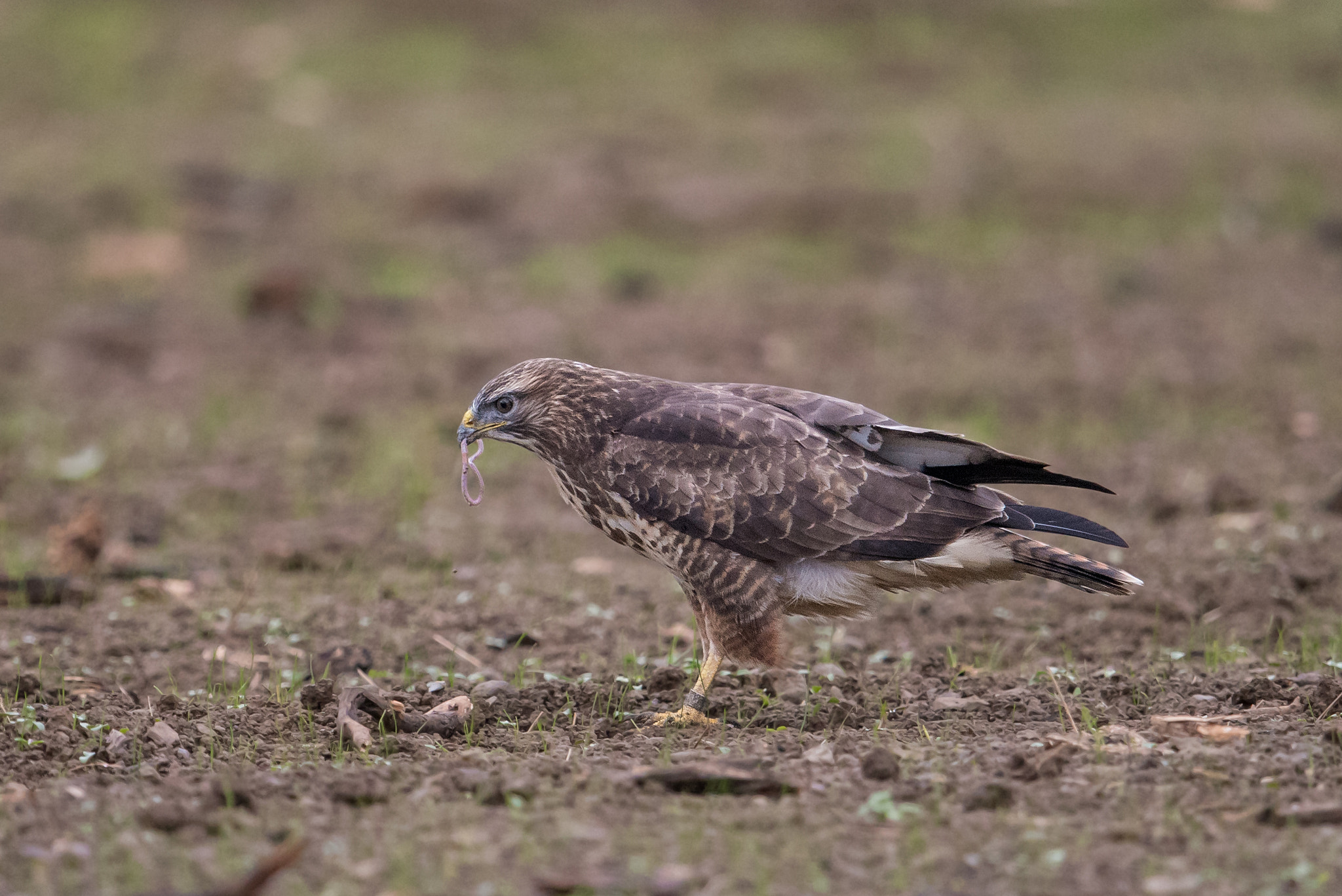 Nikon D810 + Nikon AF-S Nikkor 600mm F4G ED VR sample photo. Buse variable photography