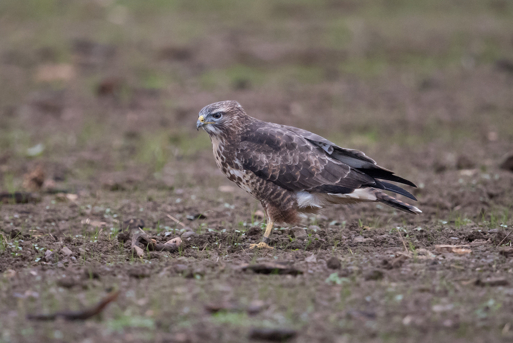 Nikon D810 + Nikon AF-S Nikkor 600mm F4G ED VR sample photo. Buse variable photography