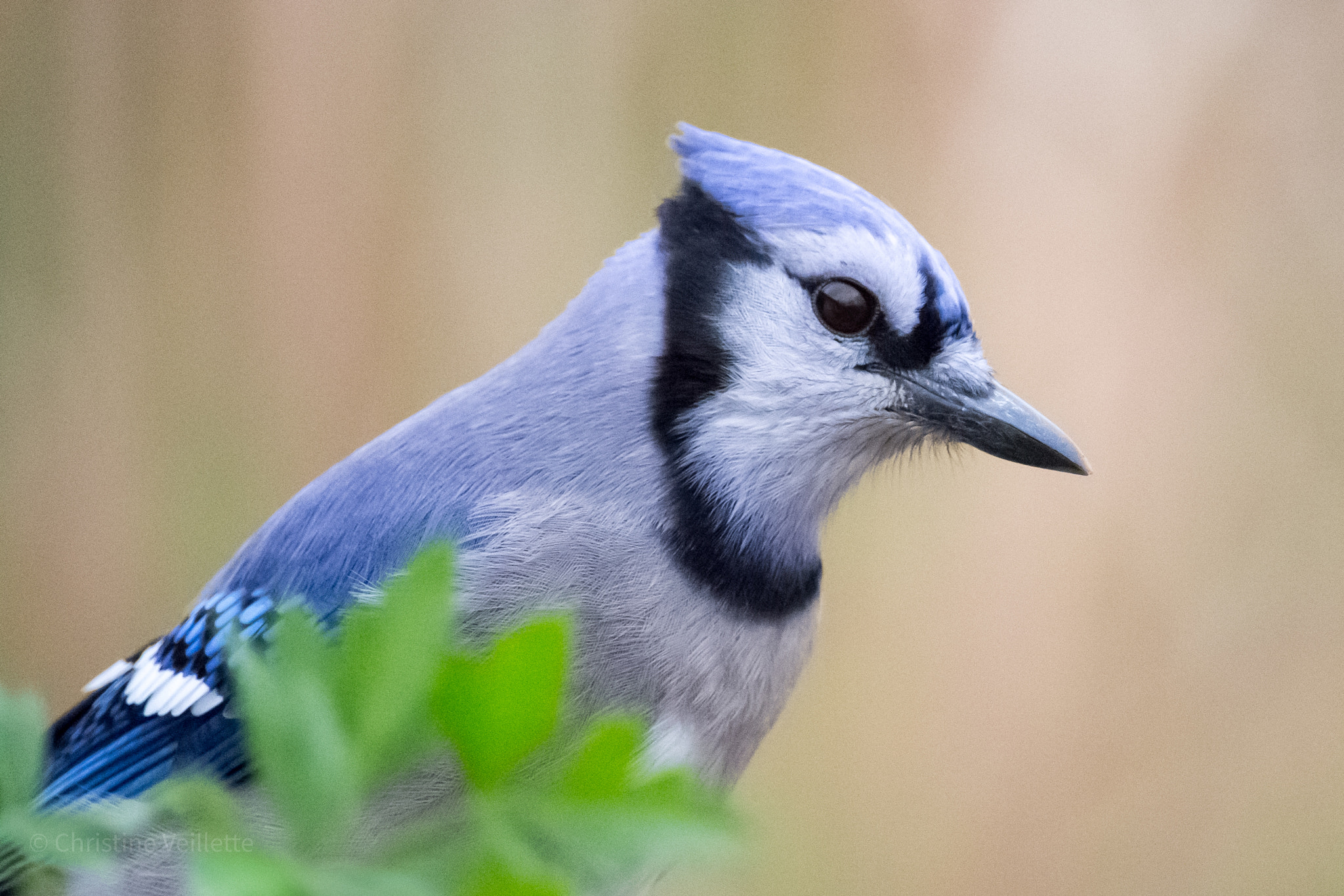 Canon EF-S 55-250mm F4-5.6 IS STM sample photo. Peachy portrait photography