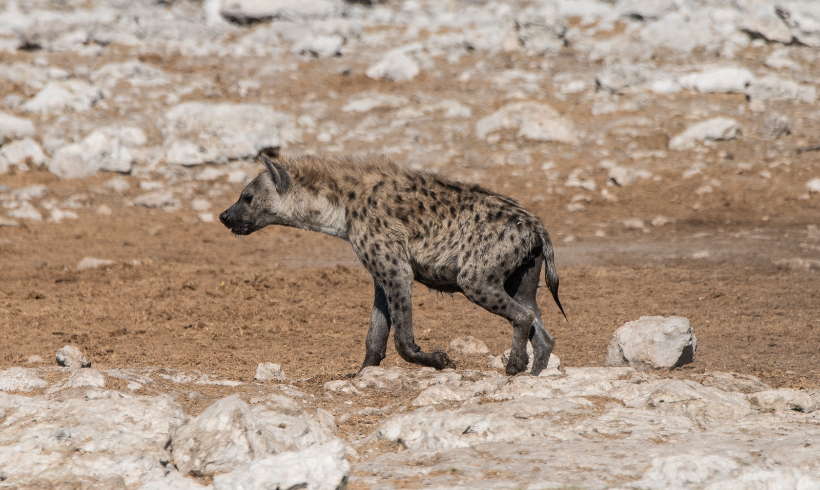 Sony 70-400mm F4-5.6 G SSM II sample photo. Spotted hyena, etosha, namibia photography
