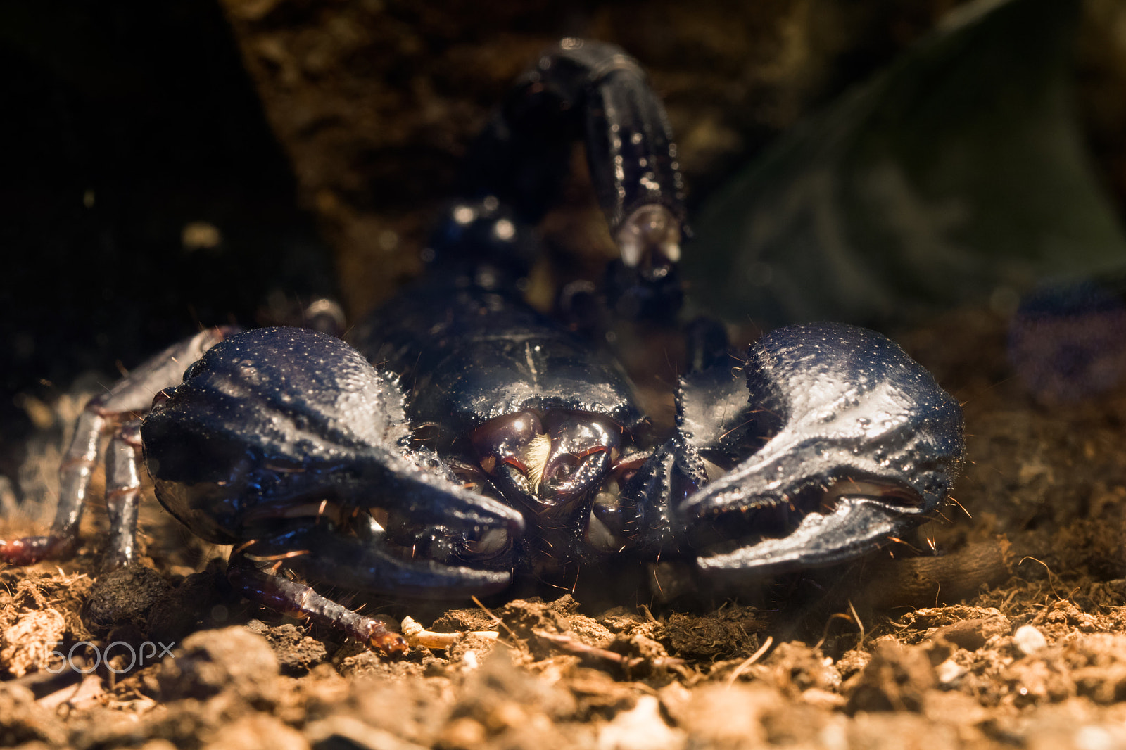 Sigma 105mm F2.8 EX DG OS HSM sample photo. Scorpion photography