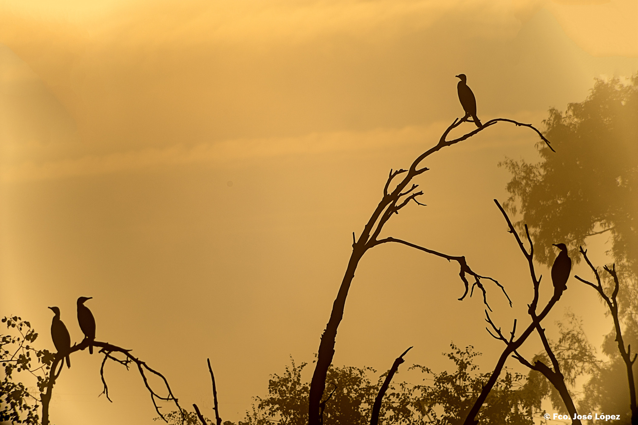 HD Pentax DA 55-300mm F4.0-5.8 ED WR sample photo. Cormoranes photography