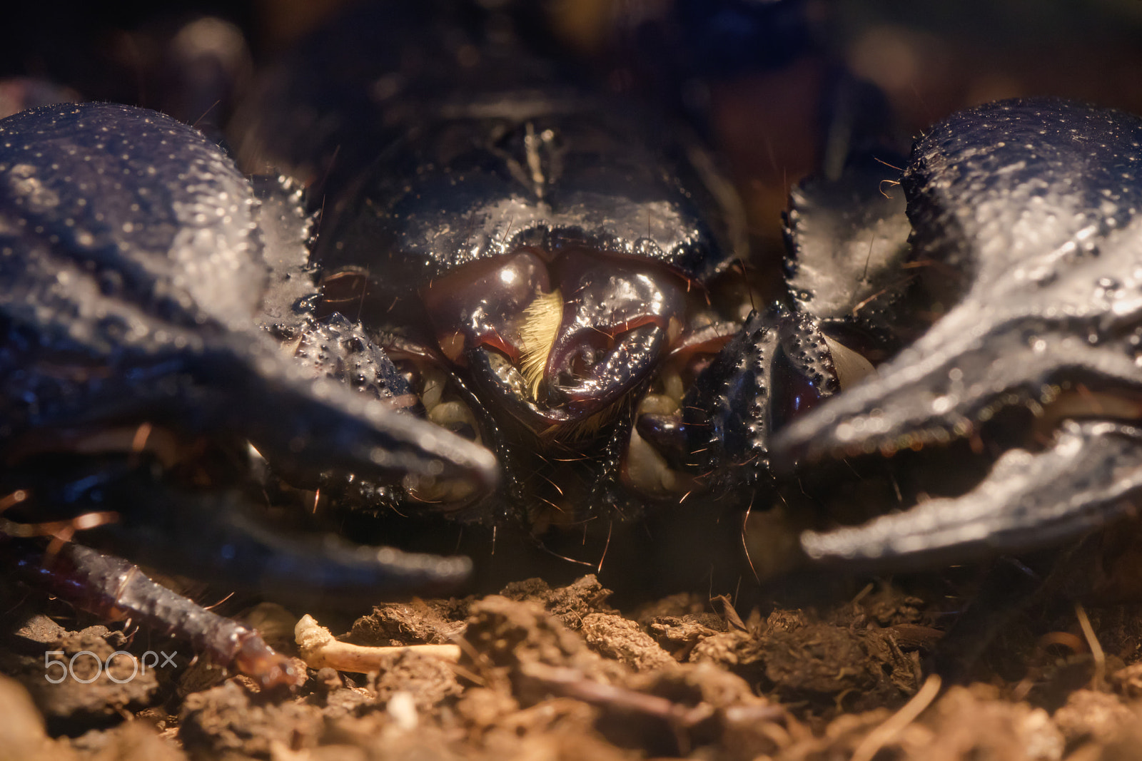 Sigma 105mm F2.8 EX DG OS HSM sample photo. Scorpion close up photography
