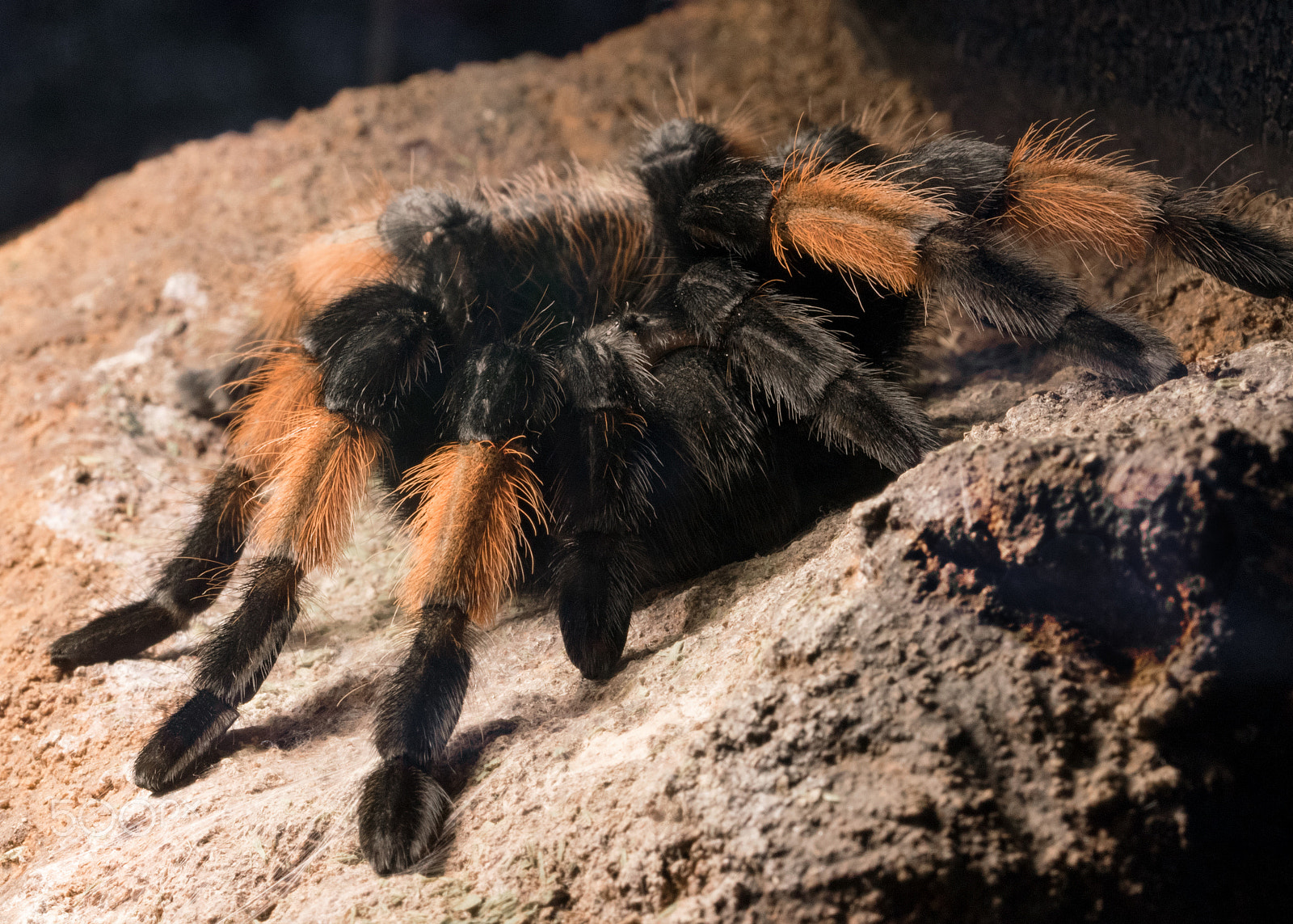 Sigma 105mm F2.8 EX DG OS HSM sample photo. Tarantula photography