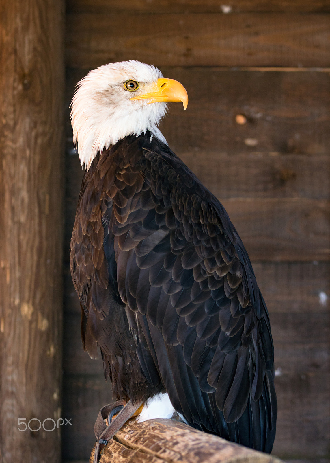 Sigma 105mm F2.8 EX DG OS HSM sample photo. Golden eagle photography