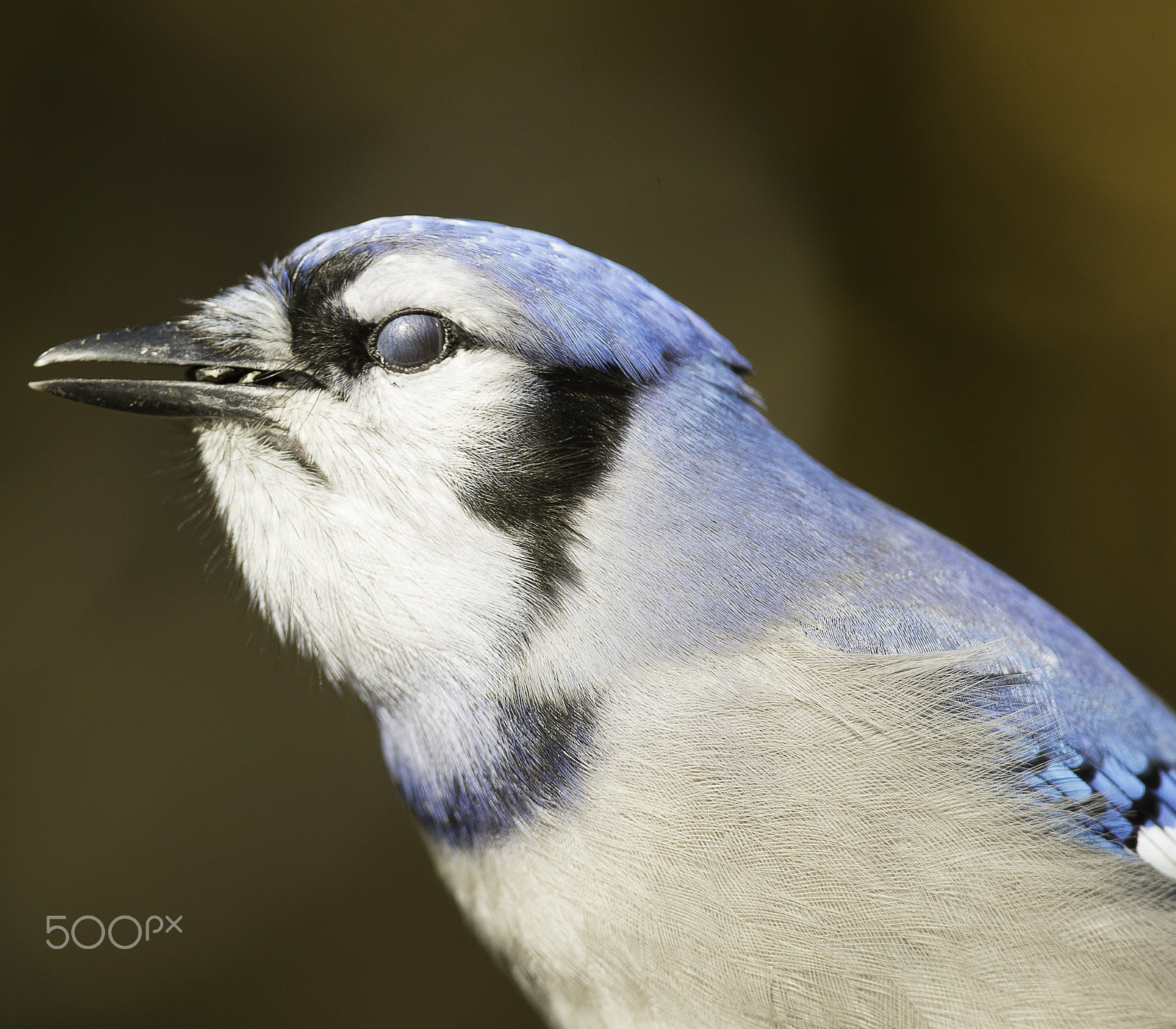 Nikon D4 + Nikon AF-S Nikkor 300mm F4D ED-IF sample photo. Geai bleu photography