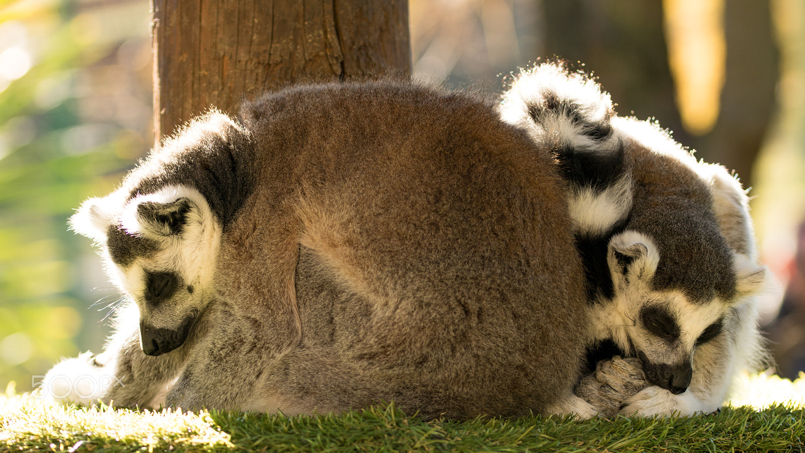 Sigma 105mm F2.8 EX DG OS HSM sample photo. Lemur photography