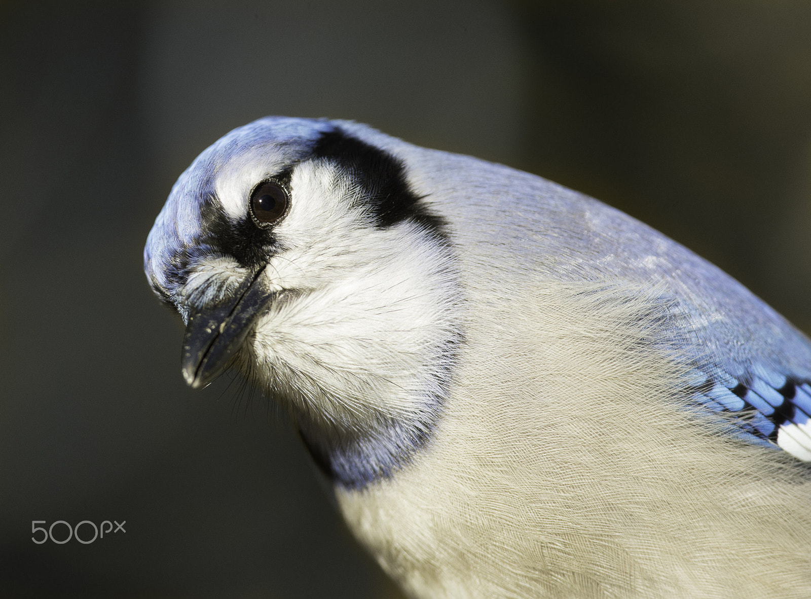 Nikon D4 + Nikon AF-S Nikkor 300mm F4D ED-IF sample photo. Geai bleu photography