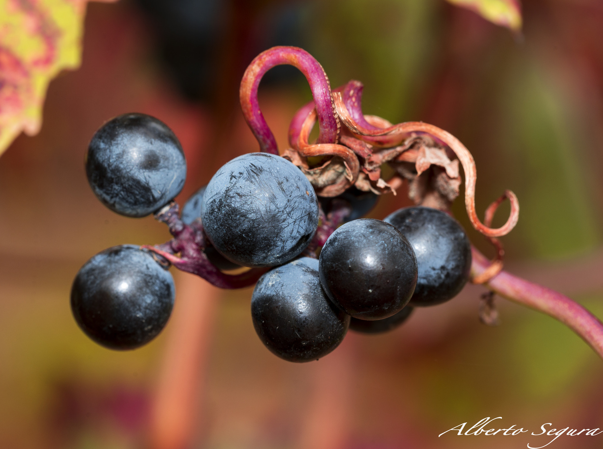 Sigma 150mm F2.8 EX DG OS Macro HSM sample photo. Racimo photography