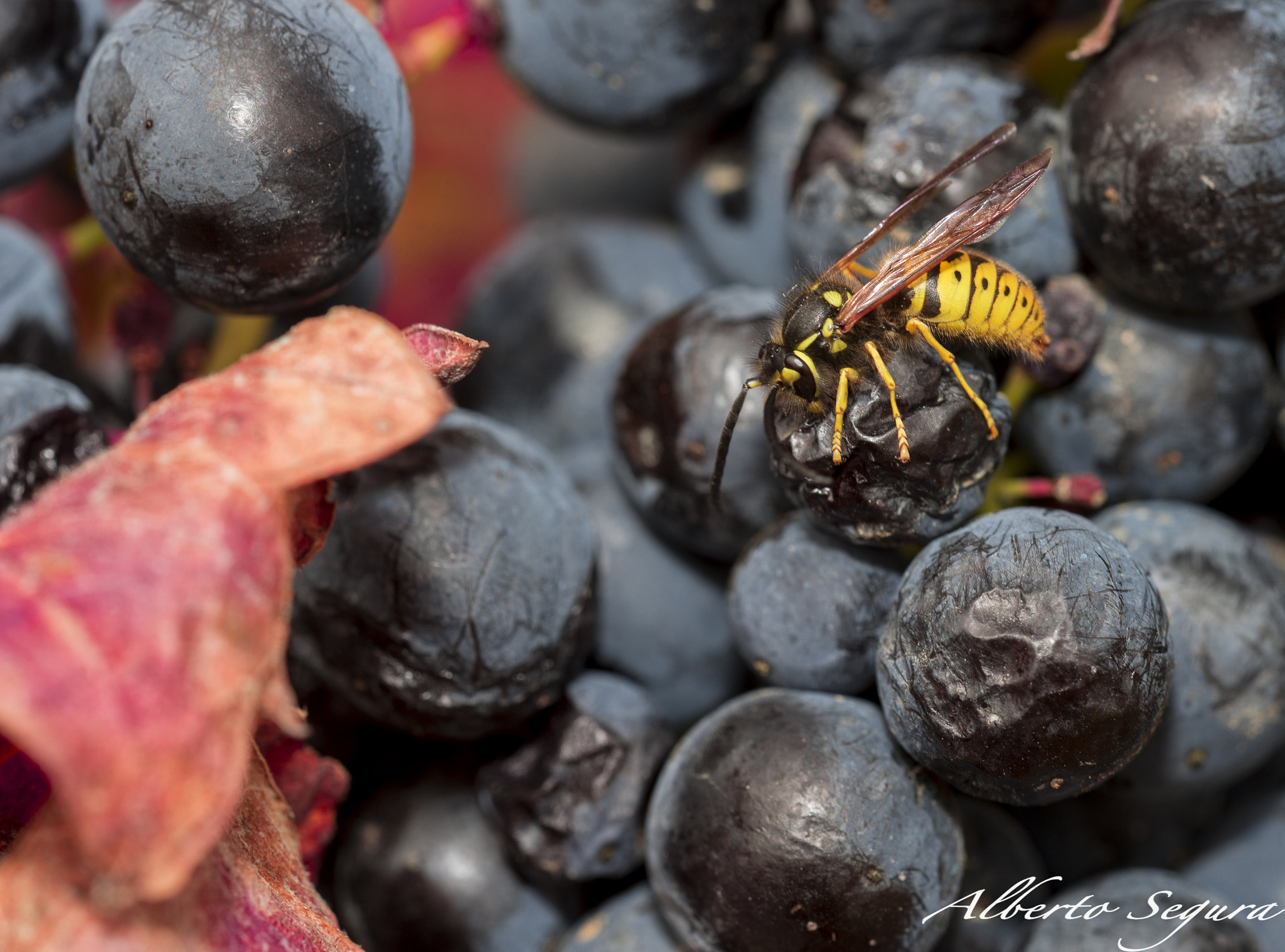 Nikon D610 + Sigma 150mm F2.8 EX DG OS Macro HSM sample photo. Vespula germanica photography