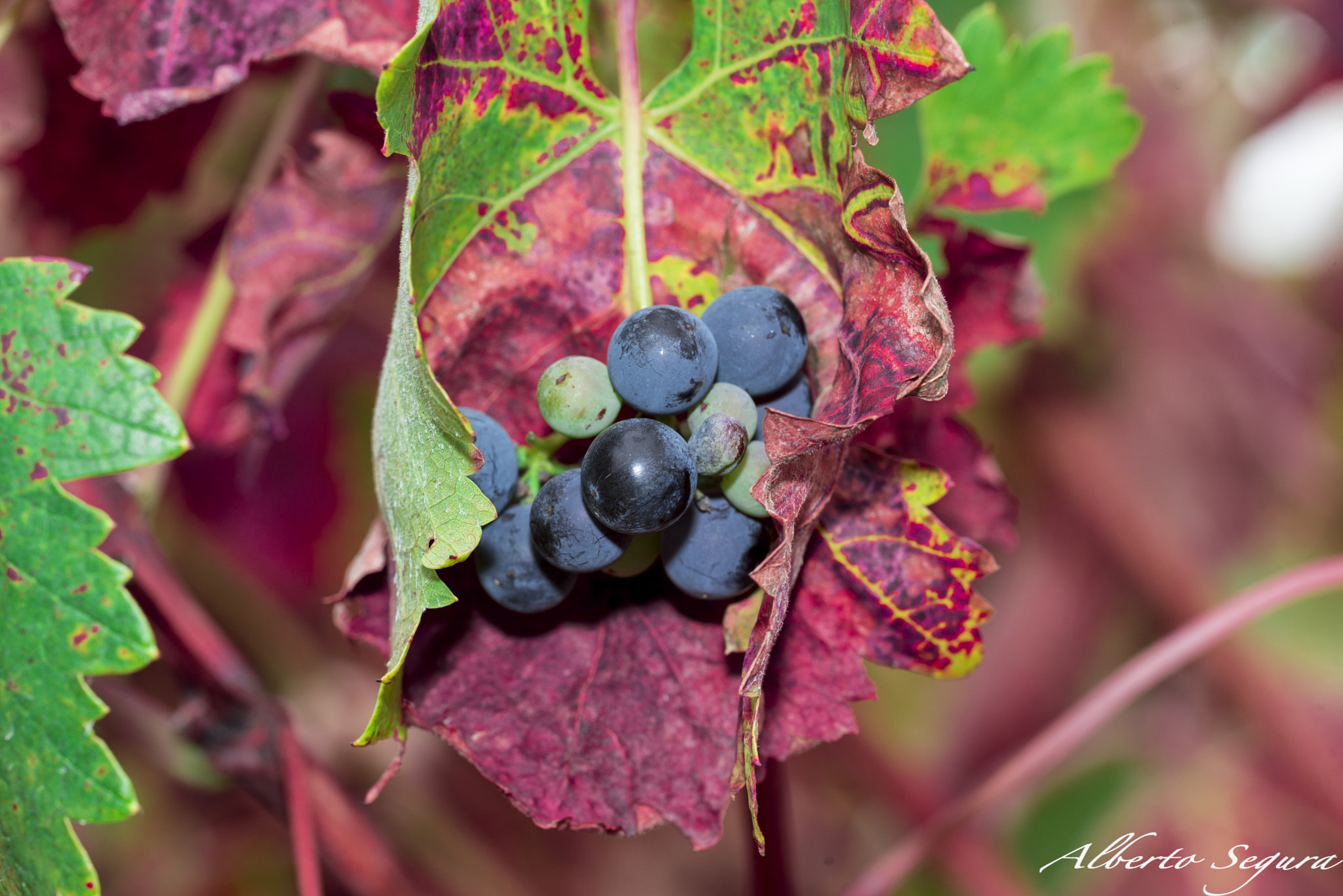 Sigma 150mm F2.8 EX DG OS Macro HSM sample photo. Racimo photography