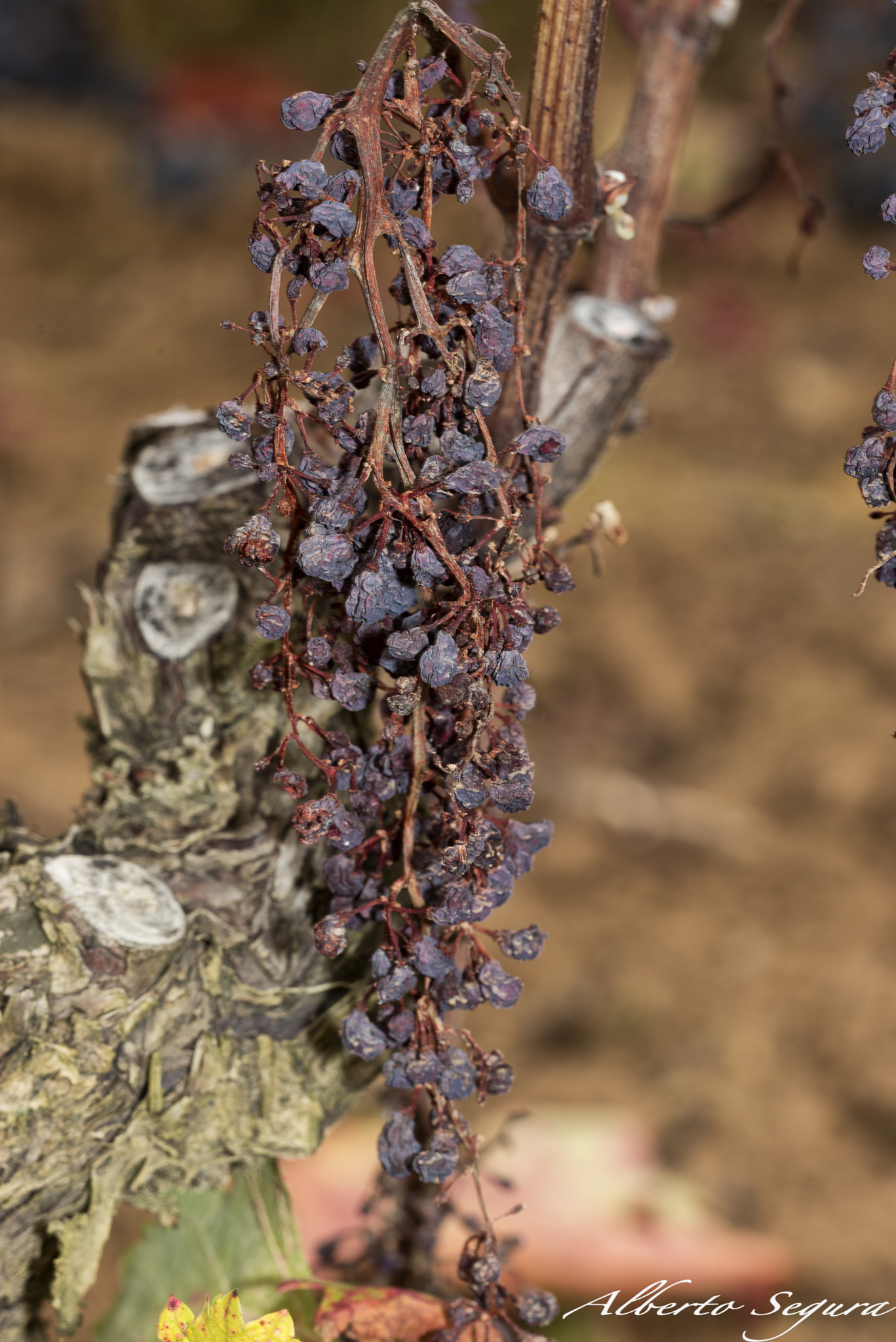Sigma 150mm F2.8 EX DG OS Macro HSM sample photo. Racimo seco photography