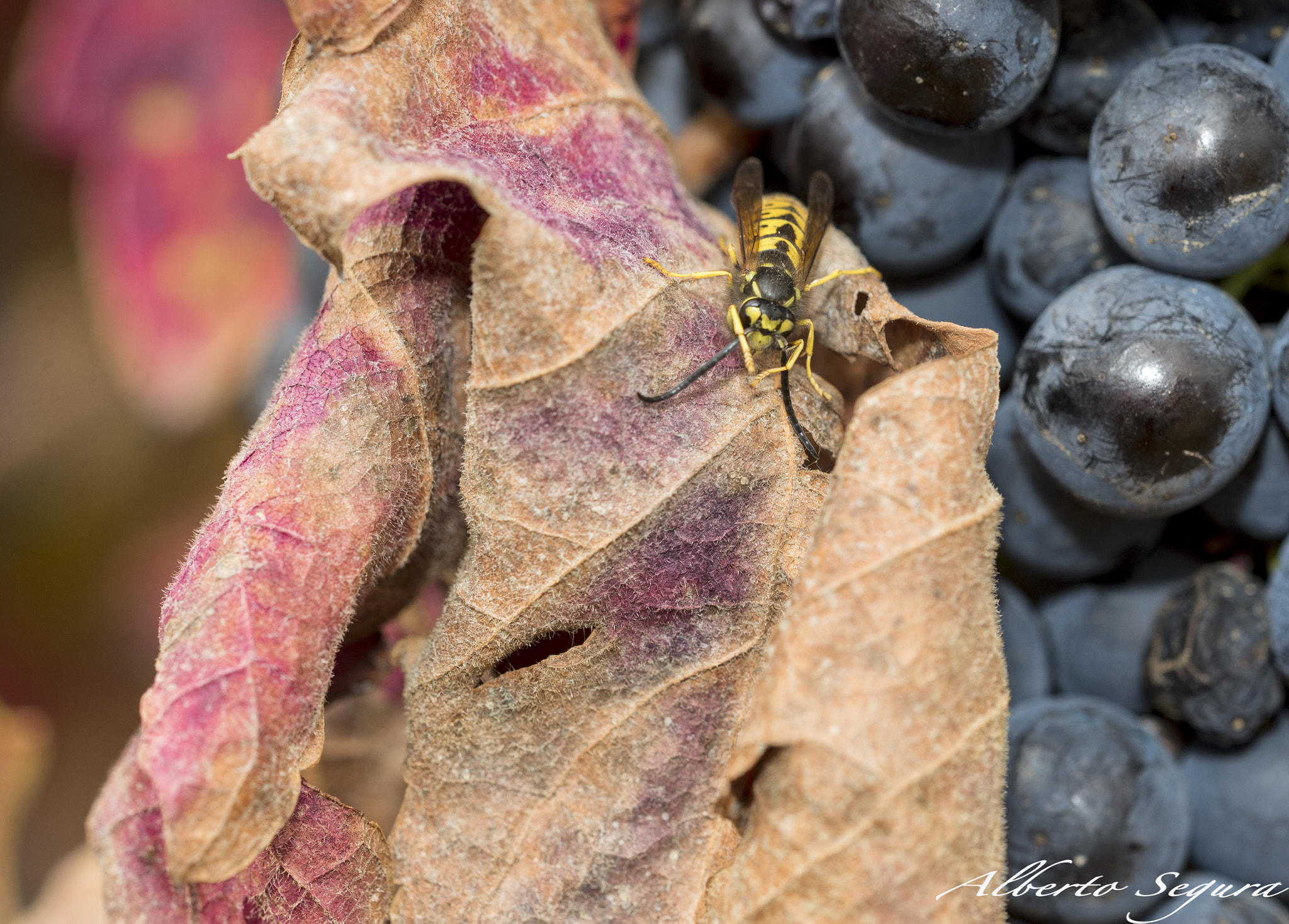 Nikon D610 + Sigma 150mm F2.8 EX DG OS Macro HSM sample photo. Vespula germanica photography