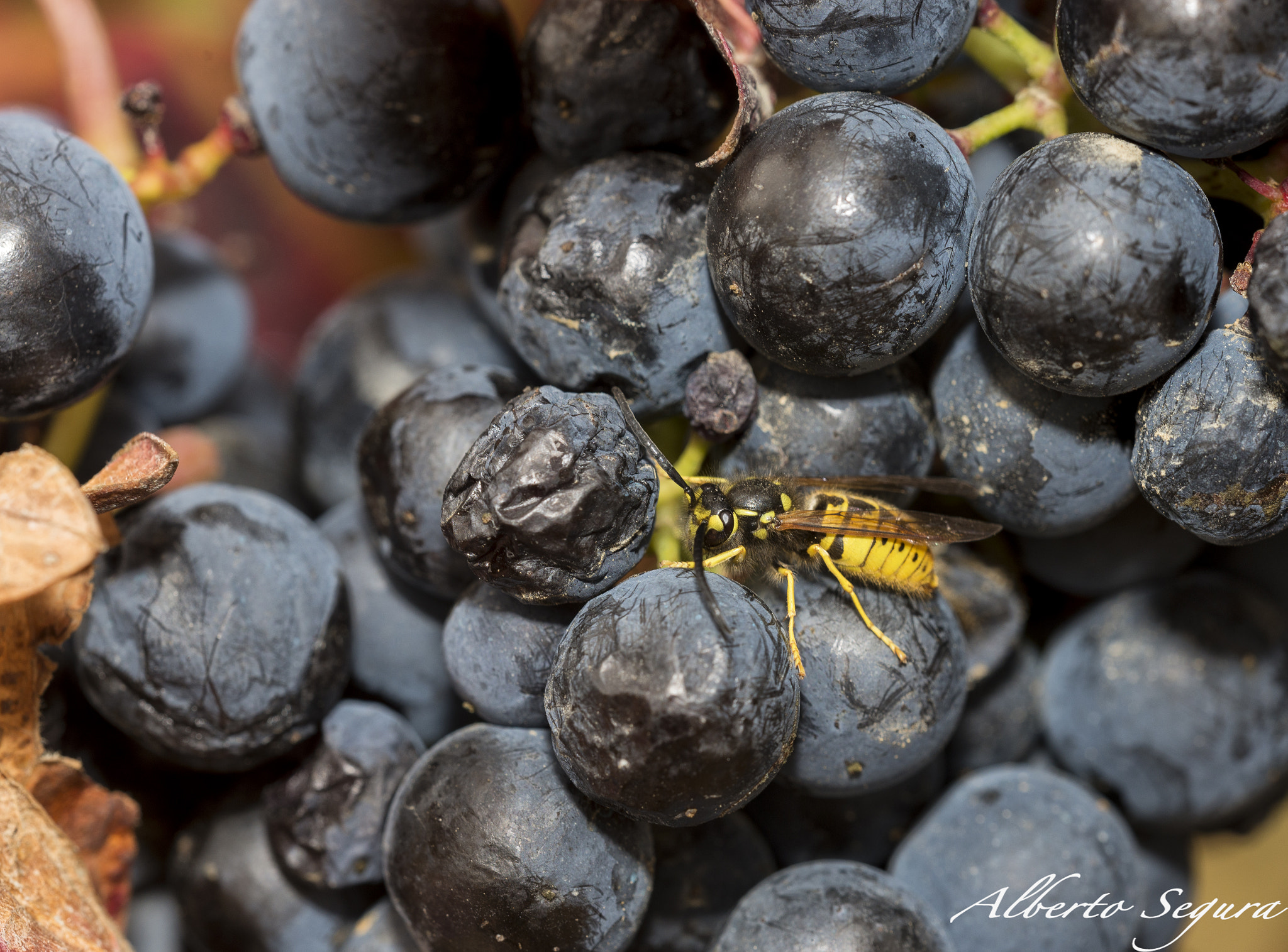 Sigma 150mm F2.8 EX DG OS Macro HSM sample photo. Vespula germanica photography