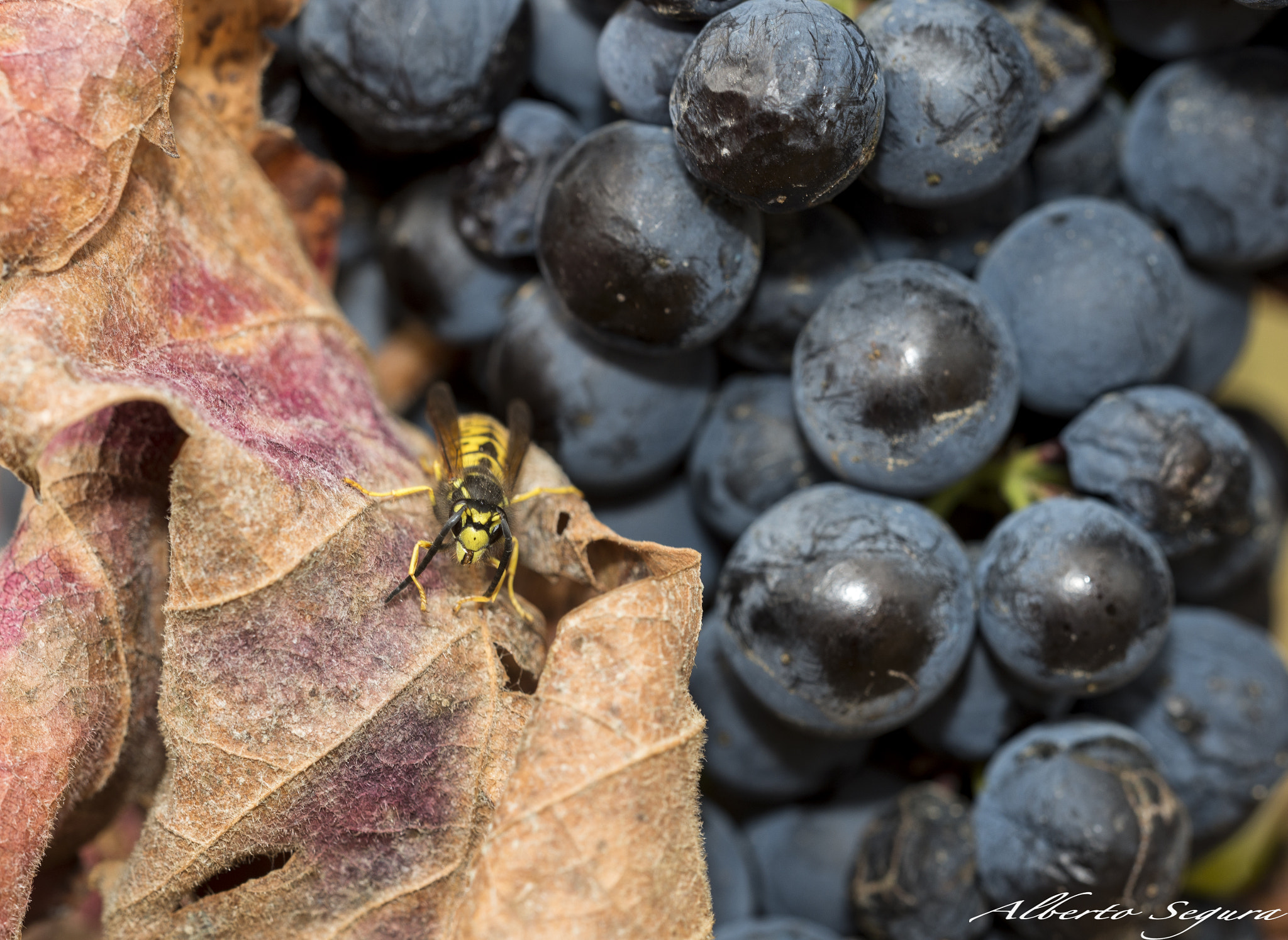 Nikon D610 + Sigma 150mm F2.8 EX DG OS Macro HSM sample photo. Vespula germanica photography