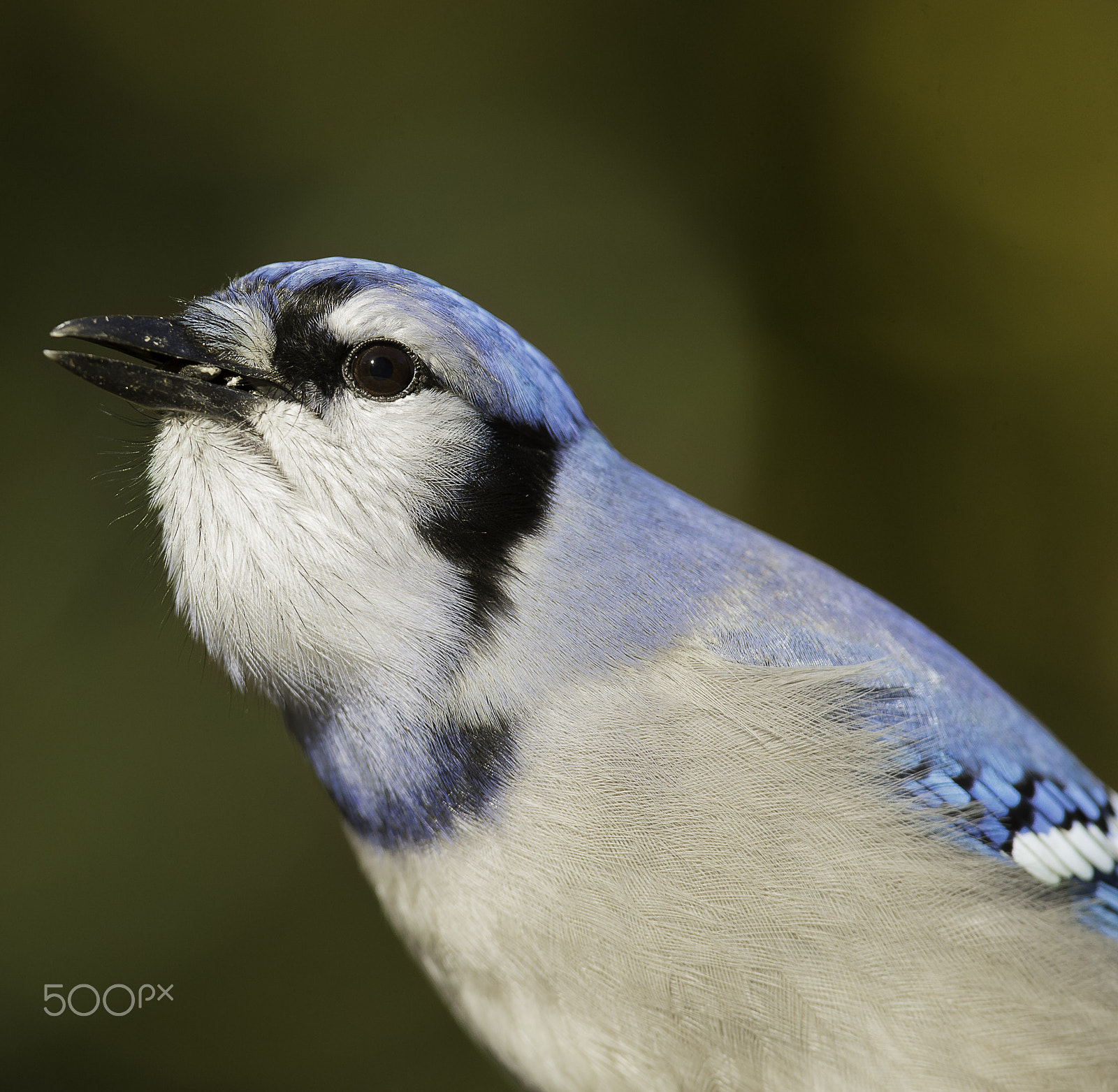 Nikon D4 + Nikon AF-S Nikkor 300mm F4D ED-IF sample photo. Geai bleu photography