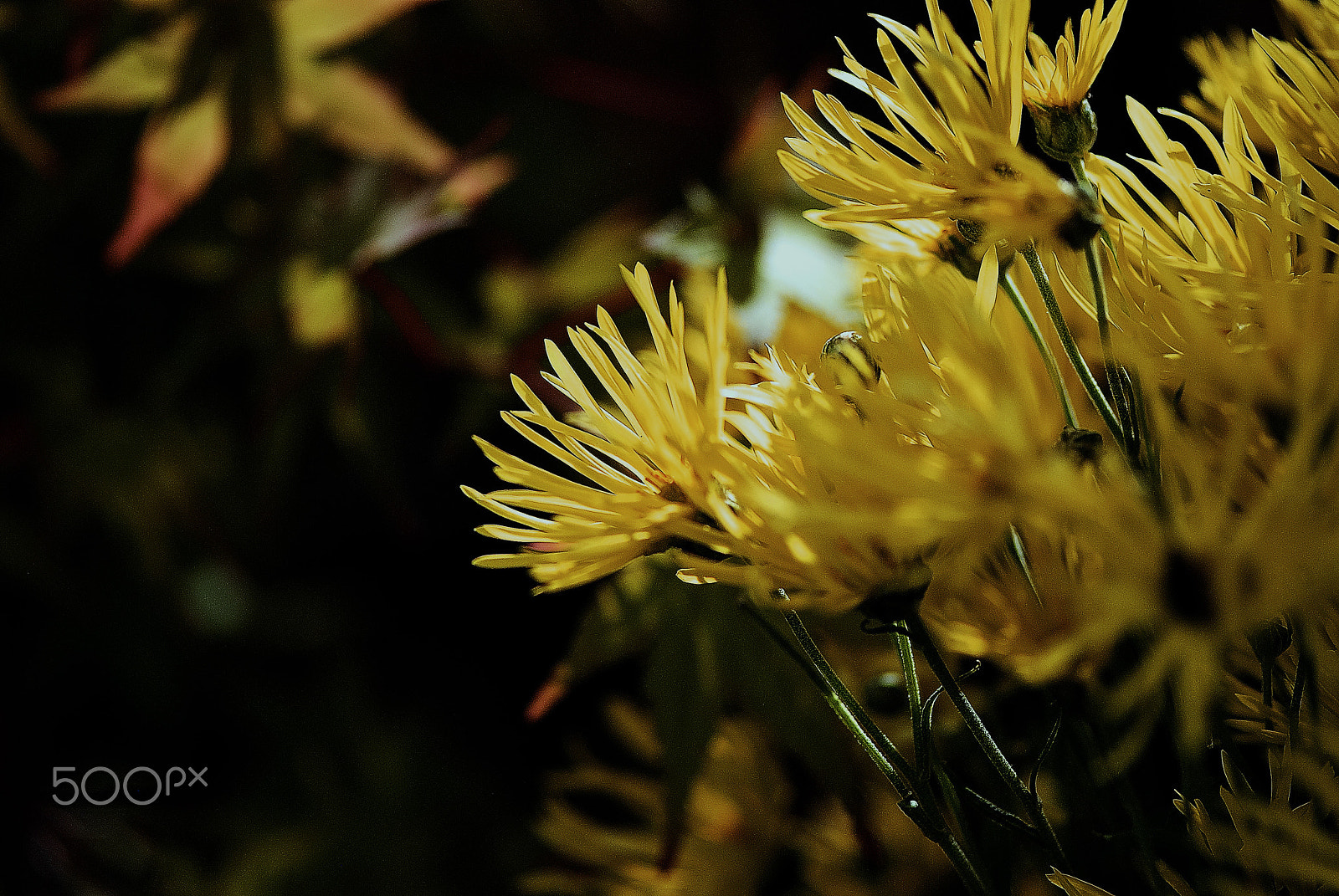Nikon D200 sample photo. Chrysanthemum photography