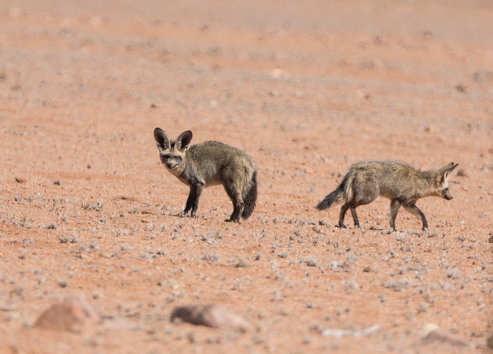Sony 70-400mm F4-5.6 G SSM II sample photo. Bat-eared fox, namibia photography