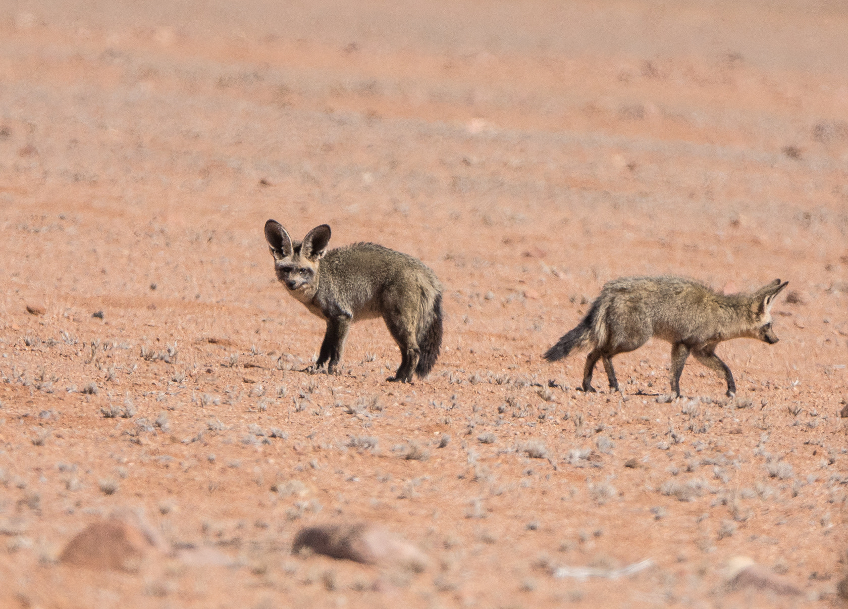 Sony ILCA-77M2 + Sony 70-400mm F4-5.6 G SSM II sample photo. Bat-eared fox, namibia photography