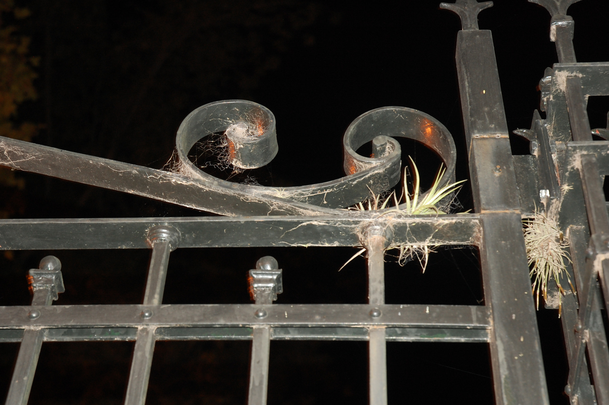 Nikon D40 sample photo. Safari por tigre photography