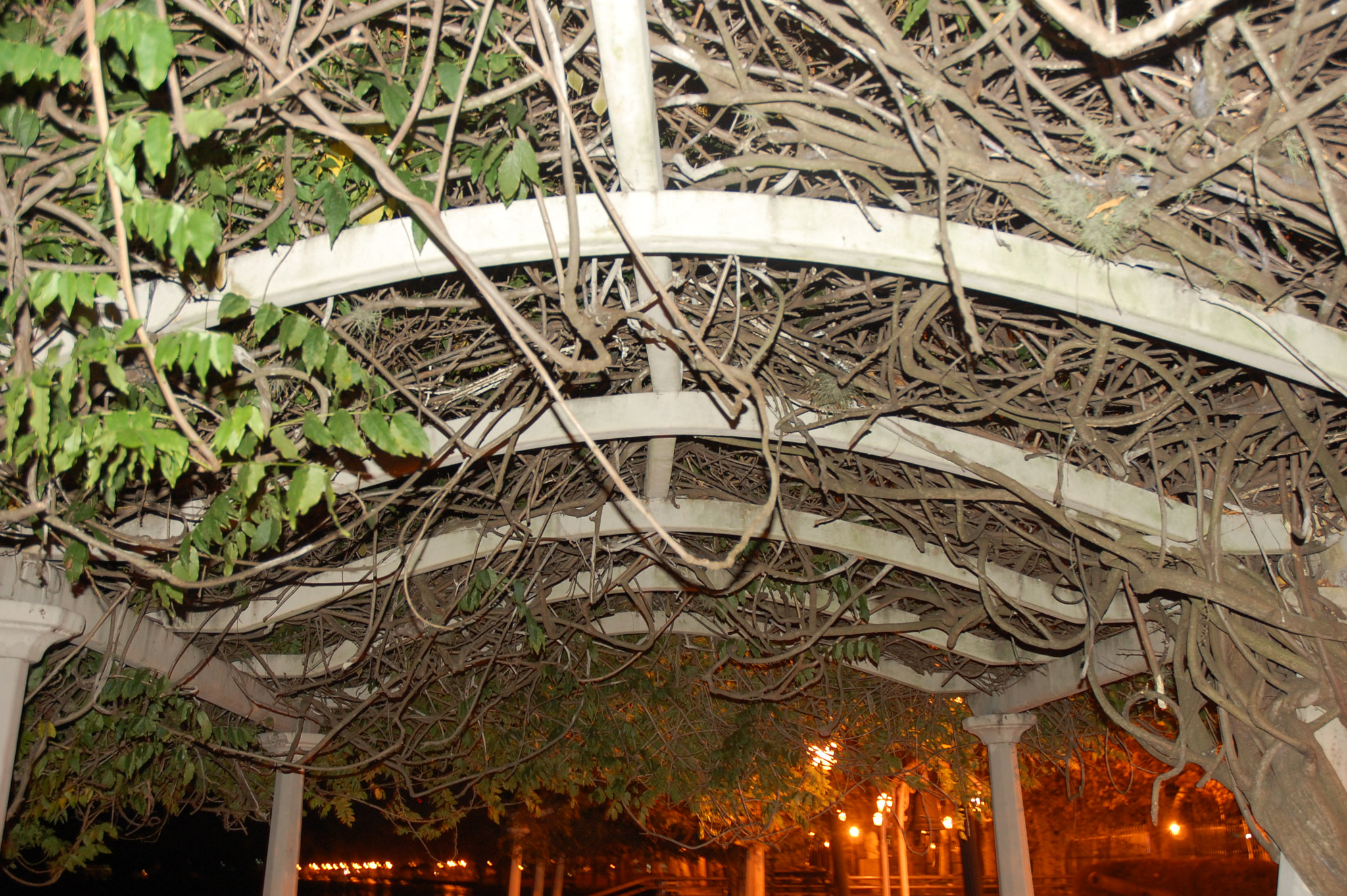 Nikon D40 sample photo. Safari por tigre photography